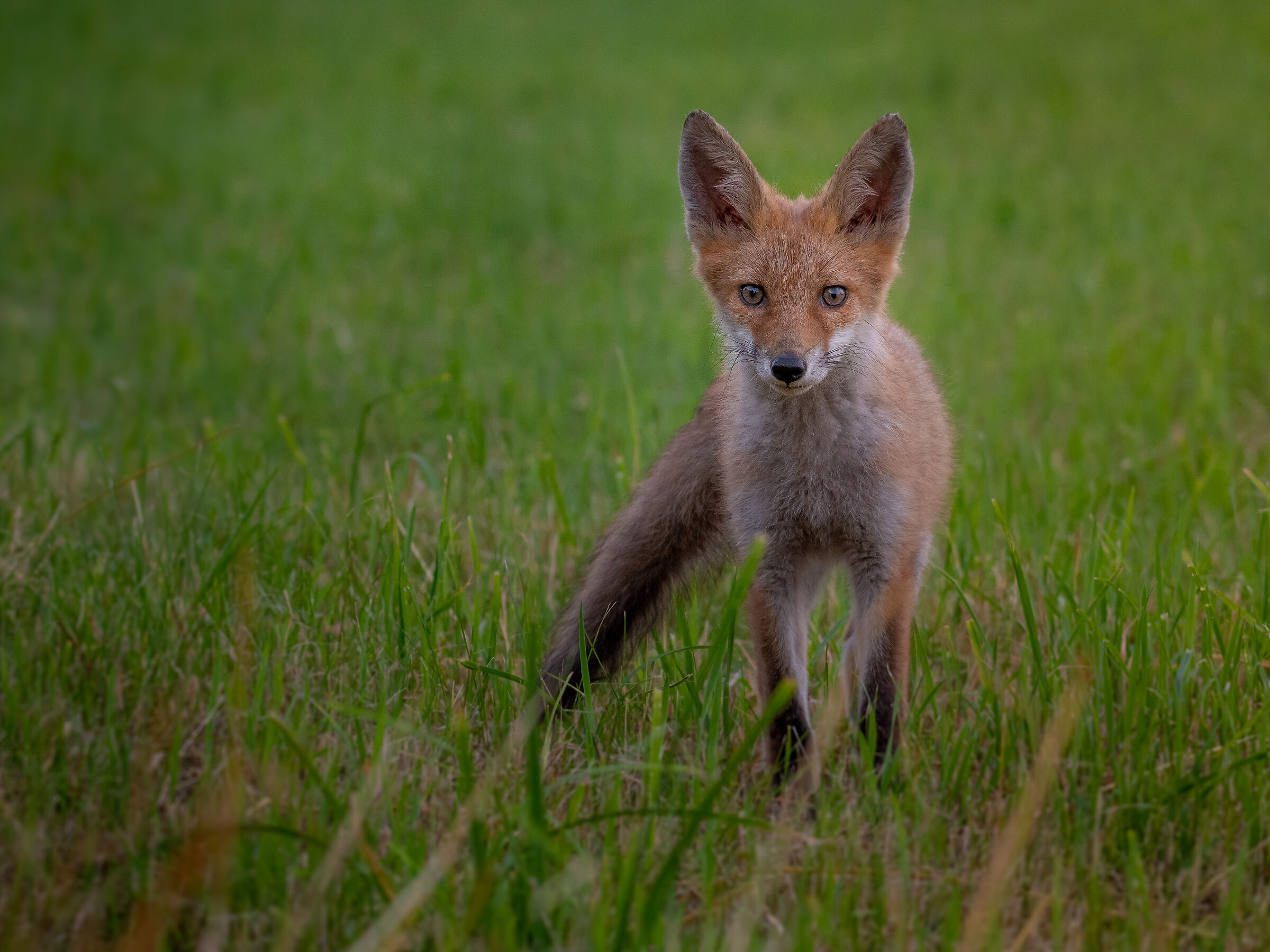 Red fox