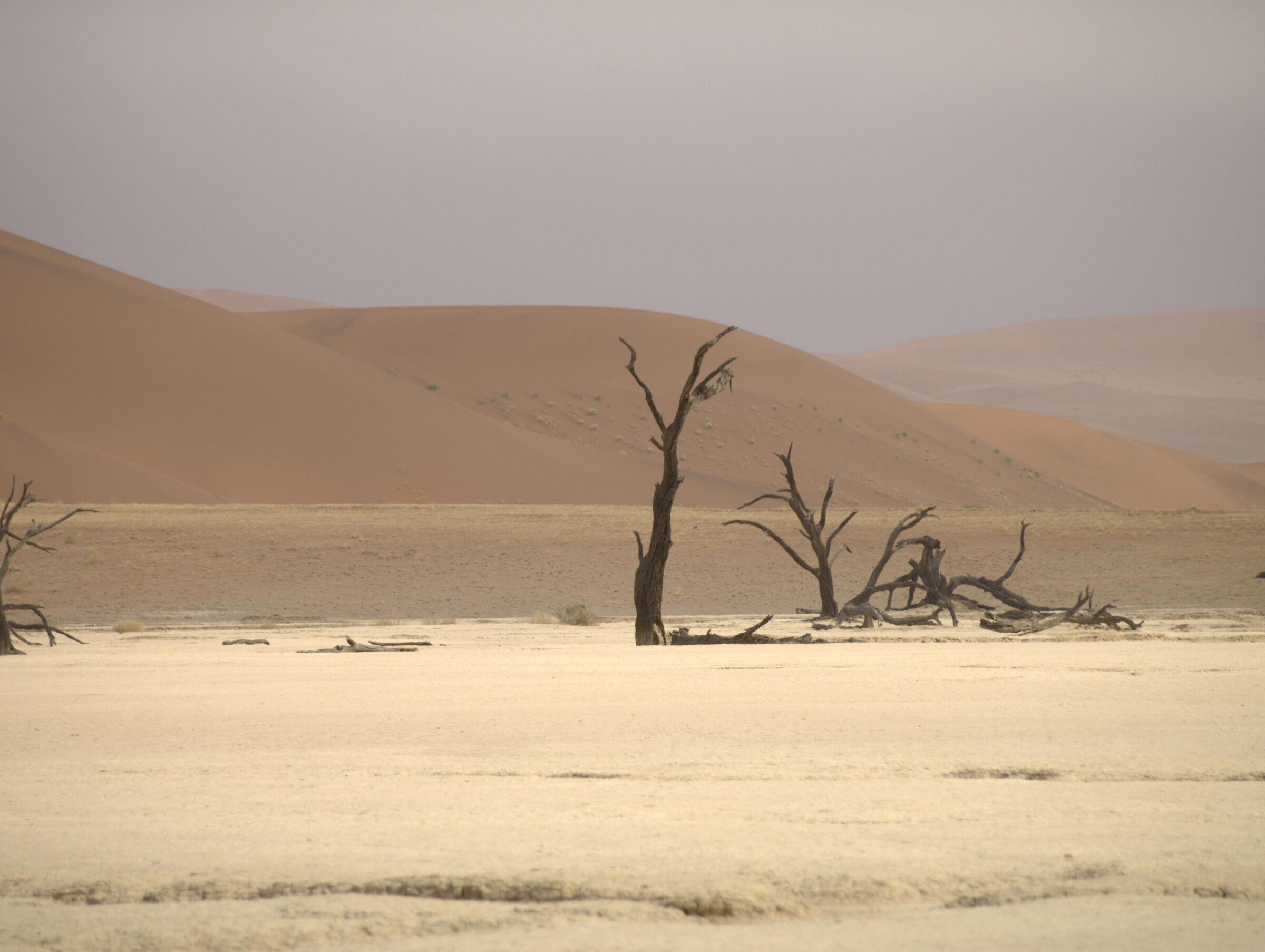 Old Tree in Namib
