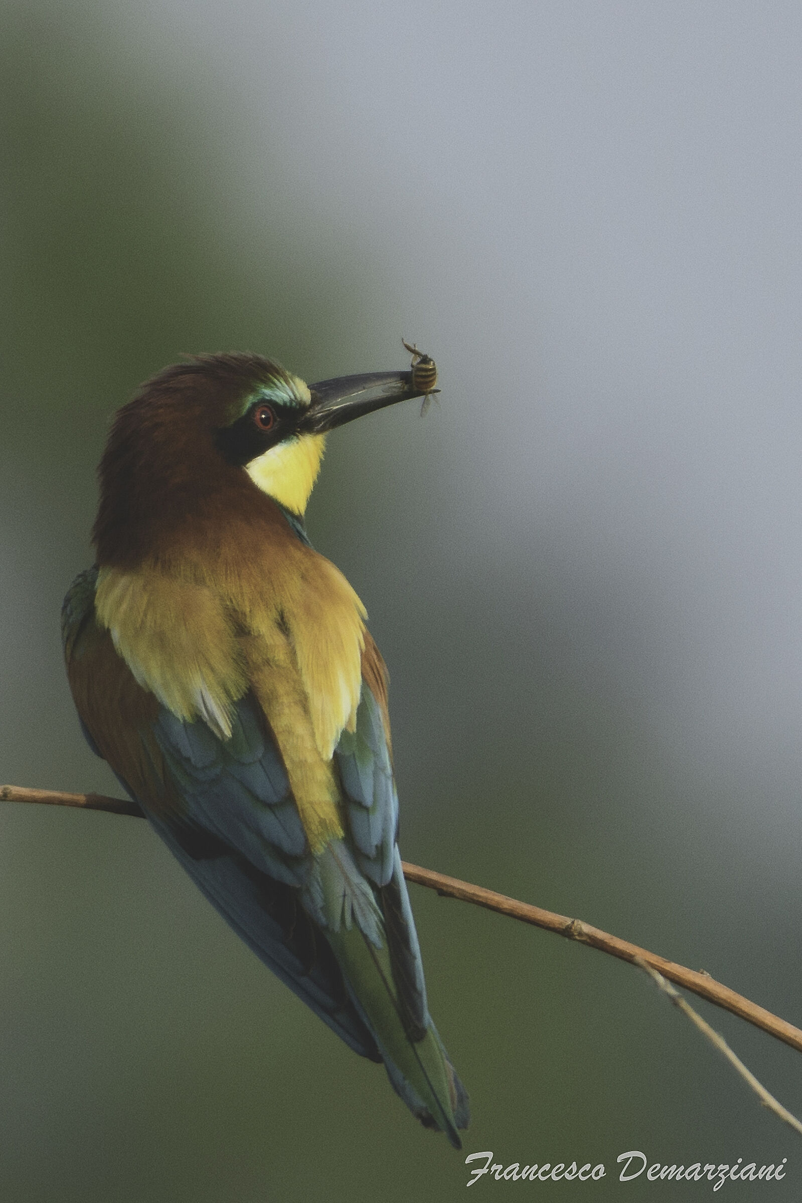 La colazione del gruccione