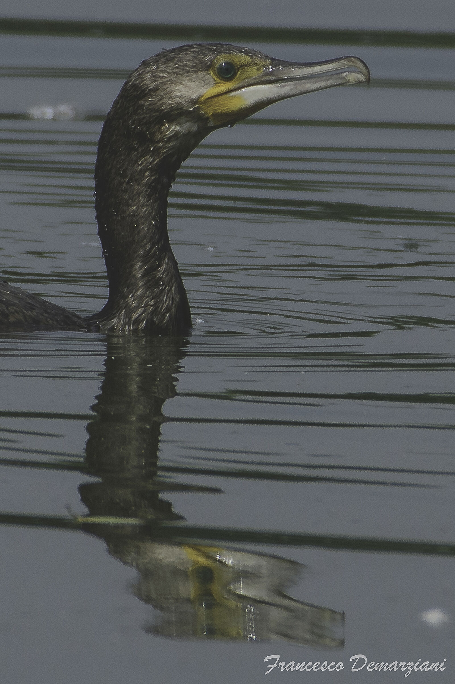 Cormorano