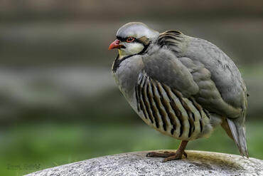 Alectoris chukar