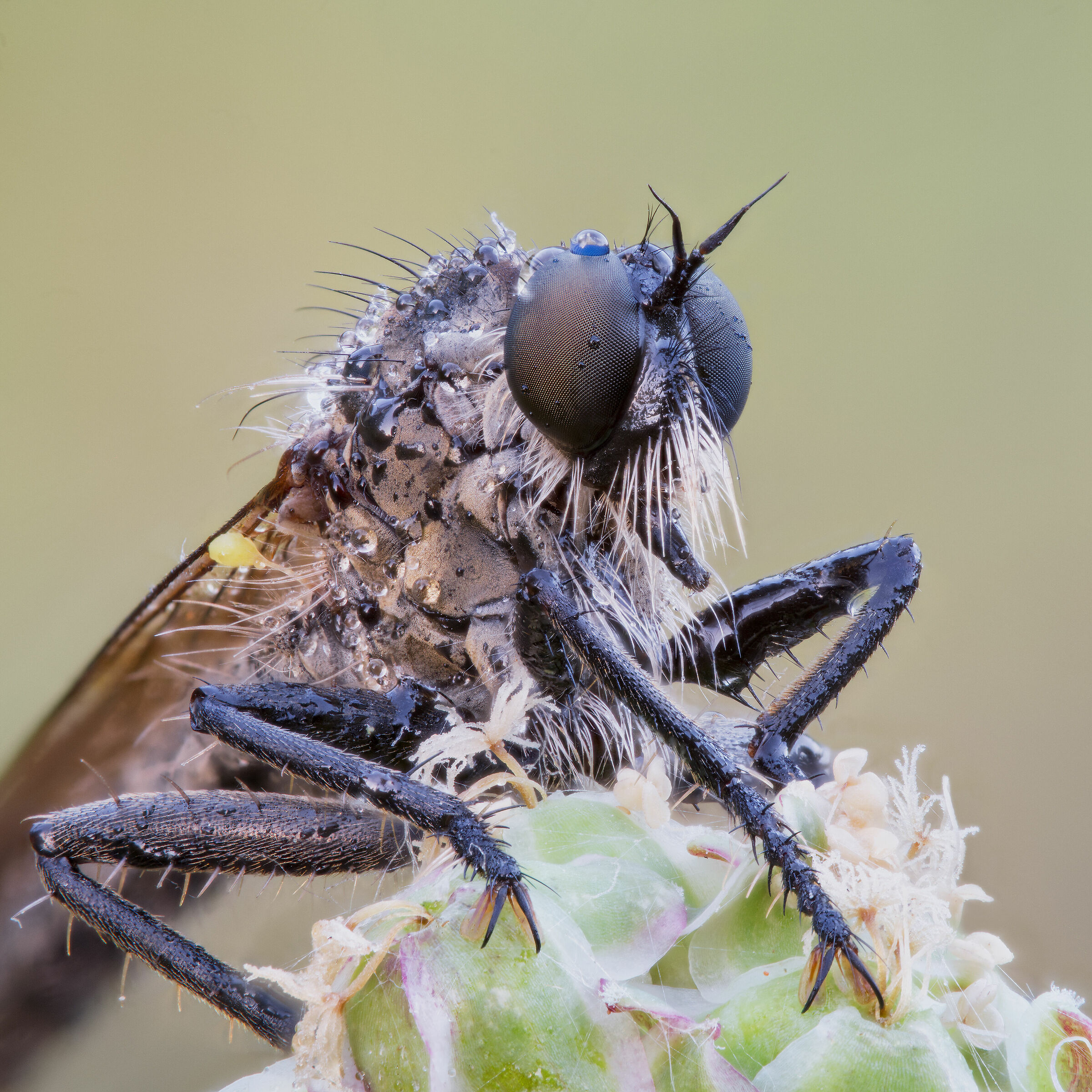 Asilidae