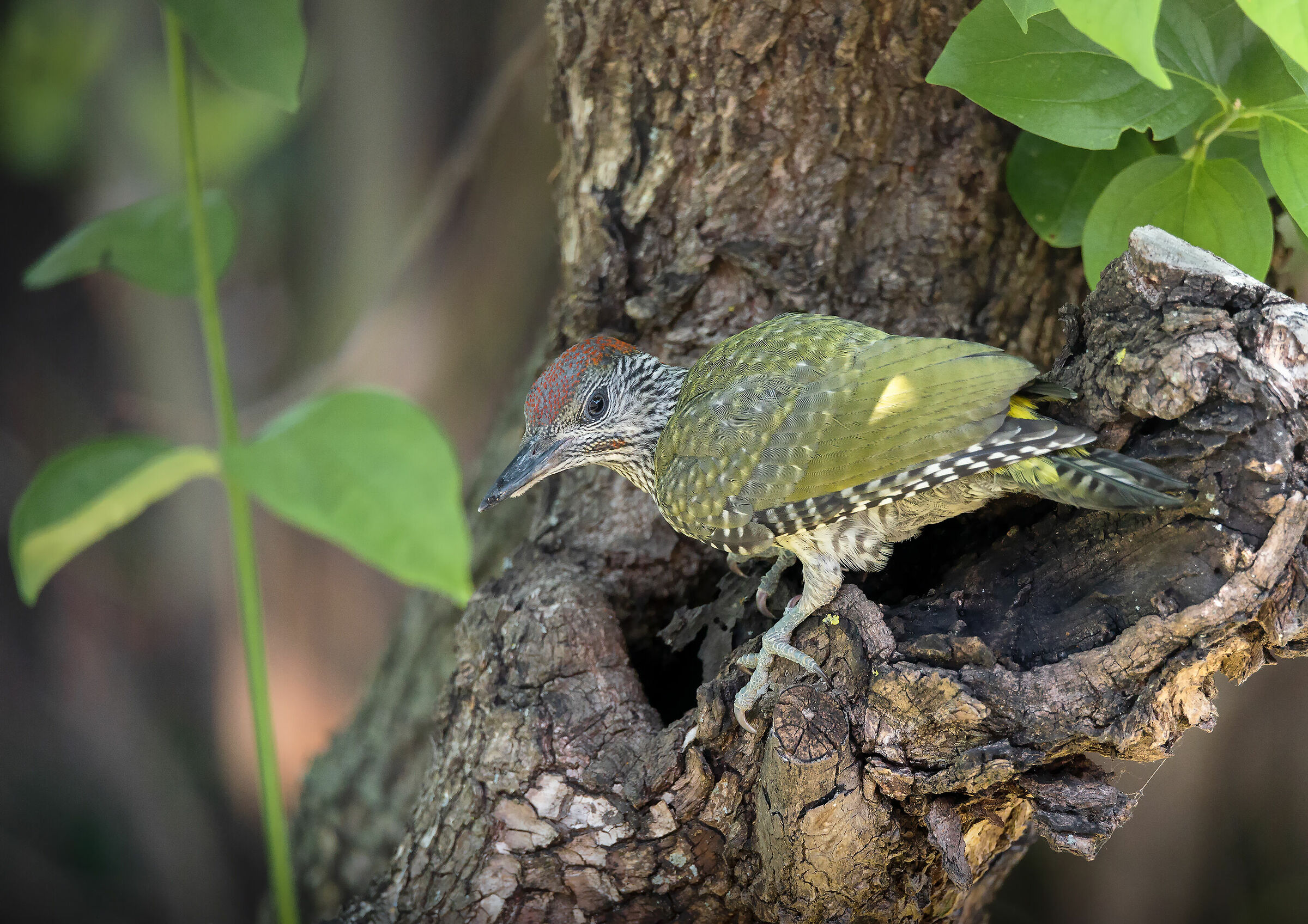 picchio verde giovane