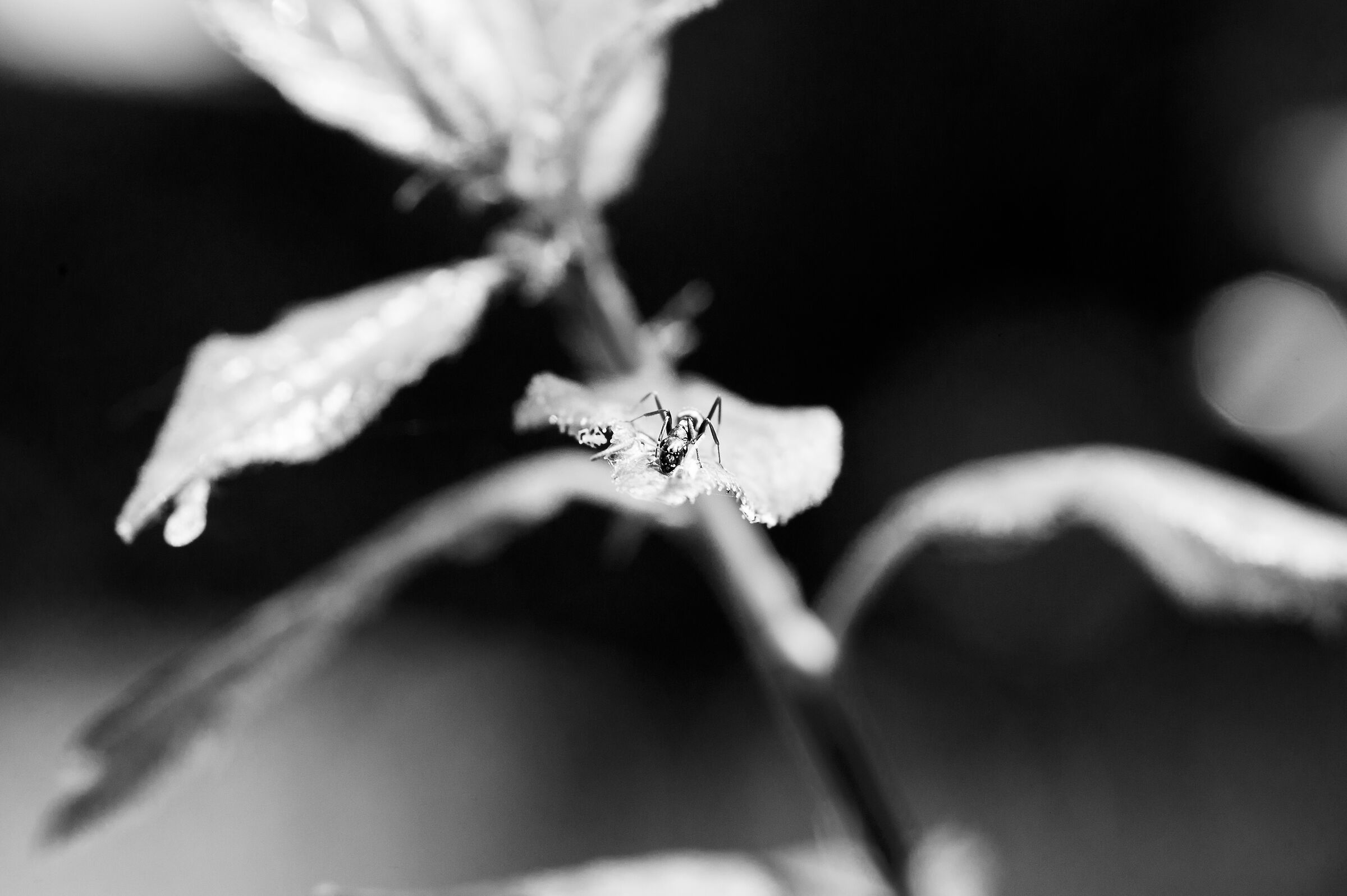 Psst... Hey! Come here