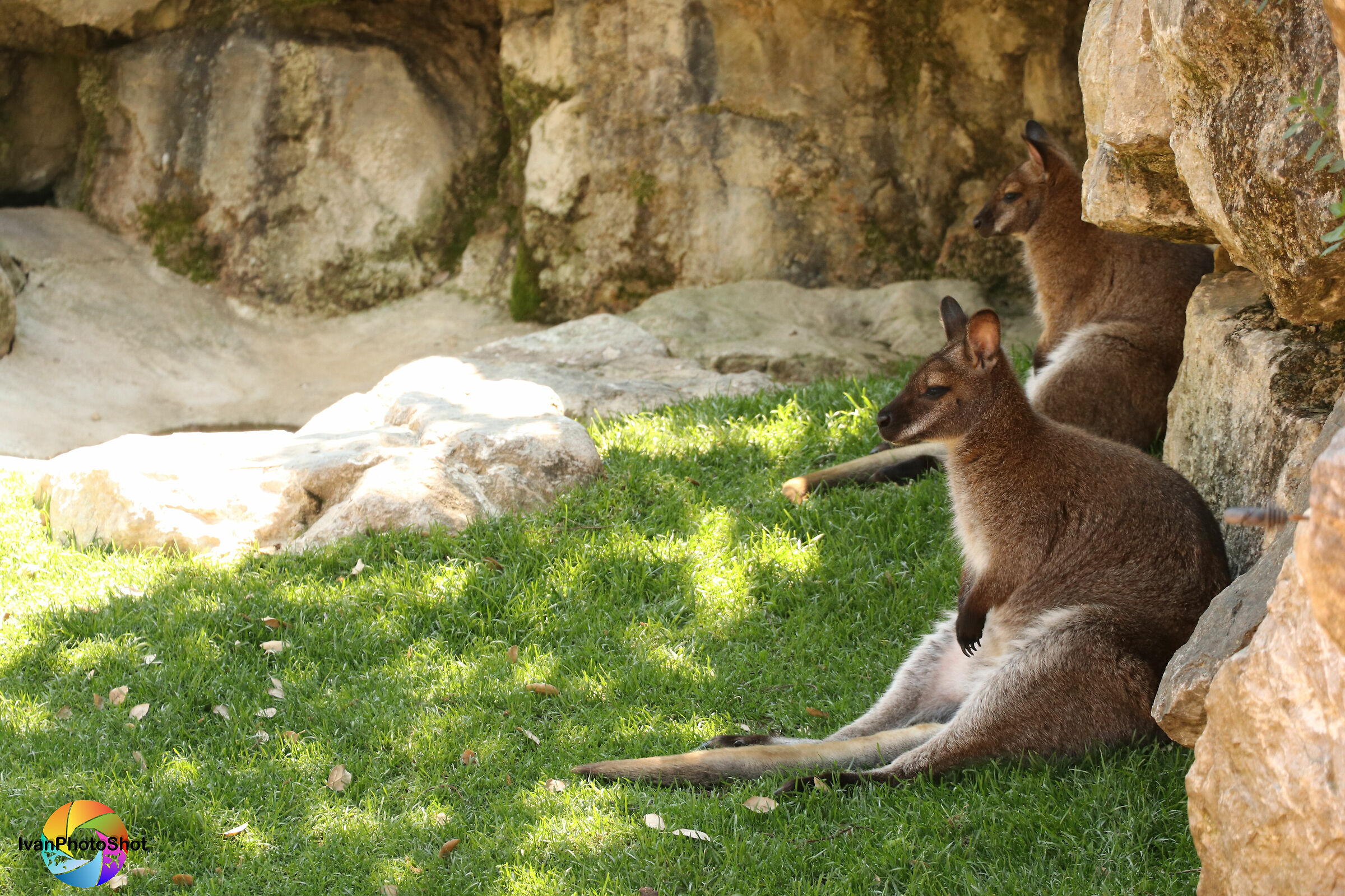 Kangaroo