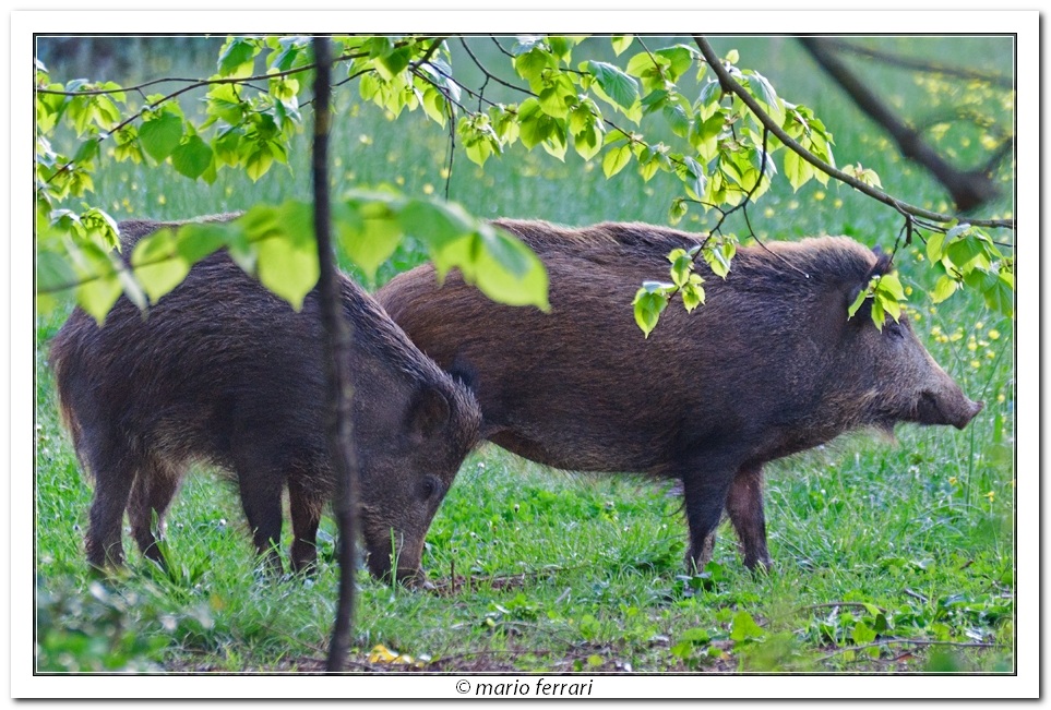 Cinghiali a Farneta- lucca