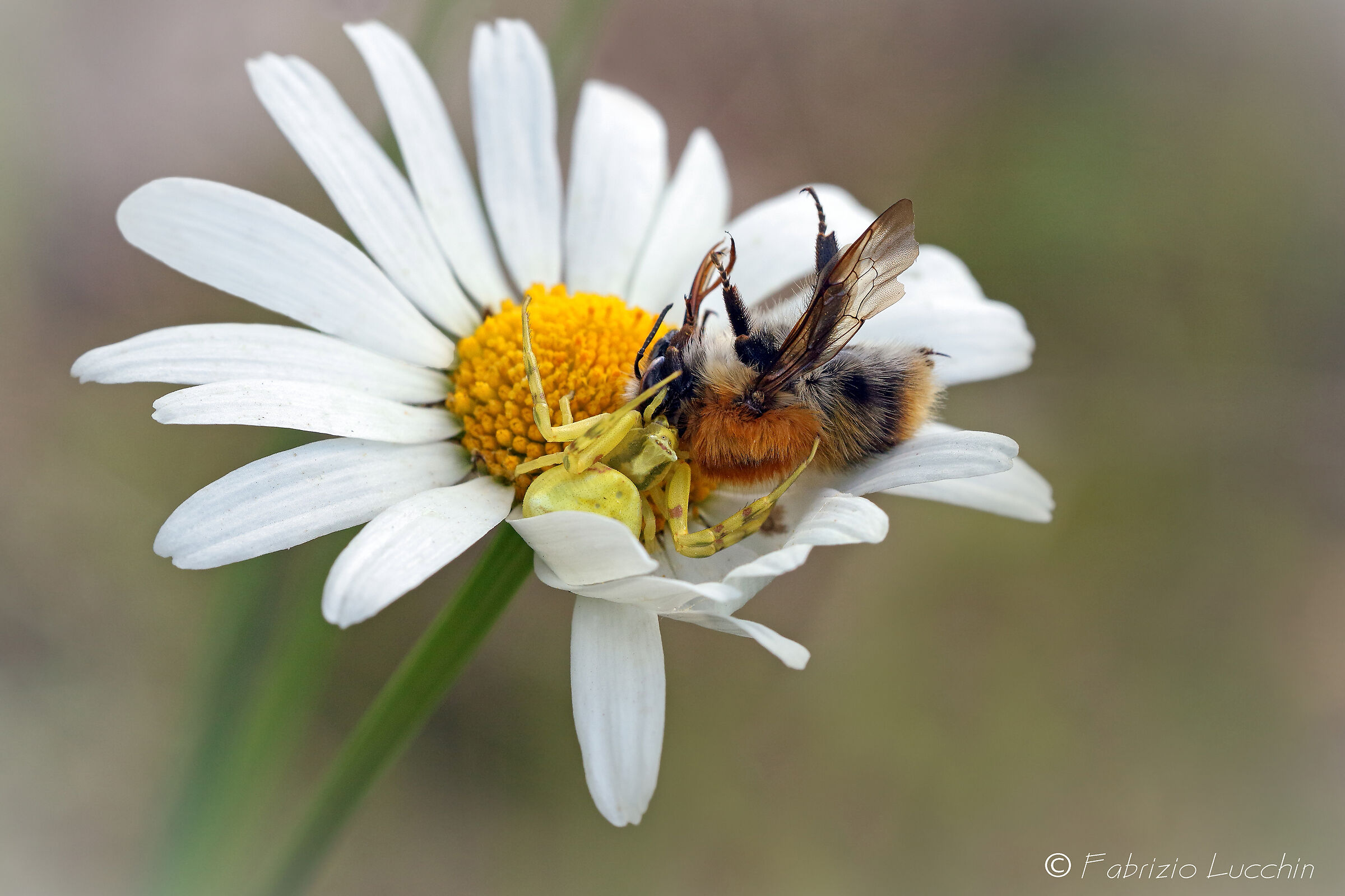 Ragno predatore (Misumena vatia)