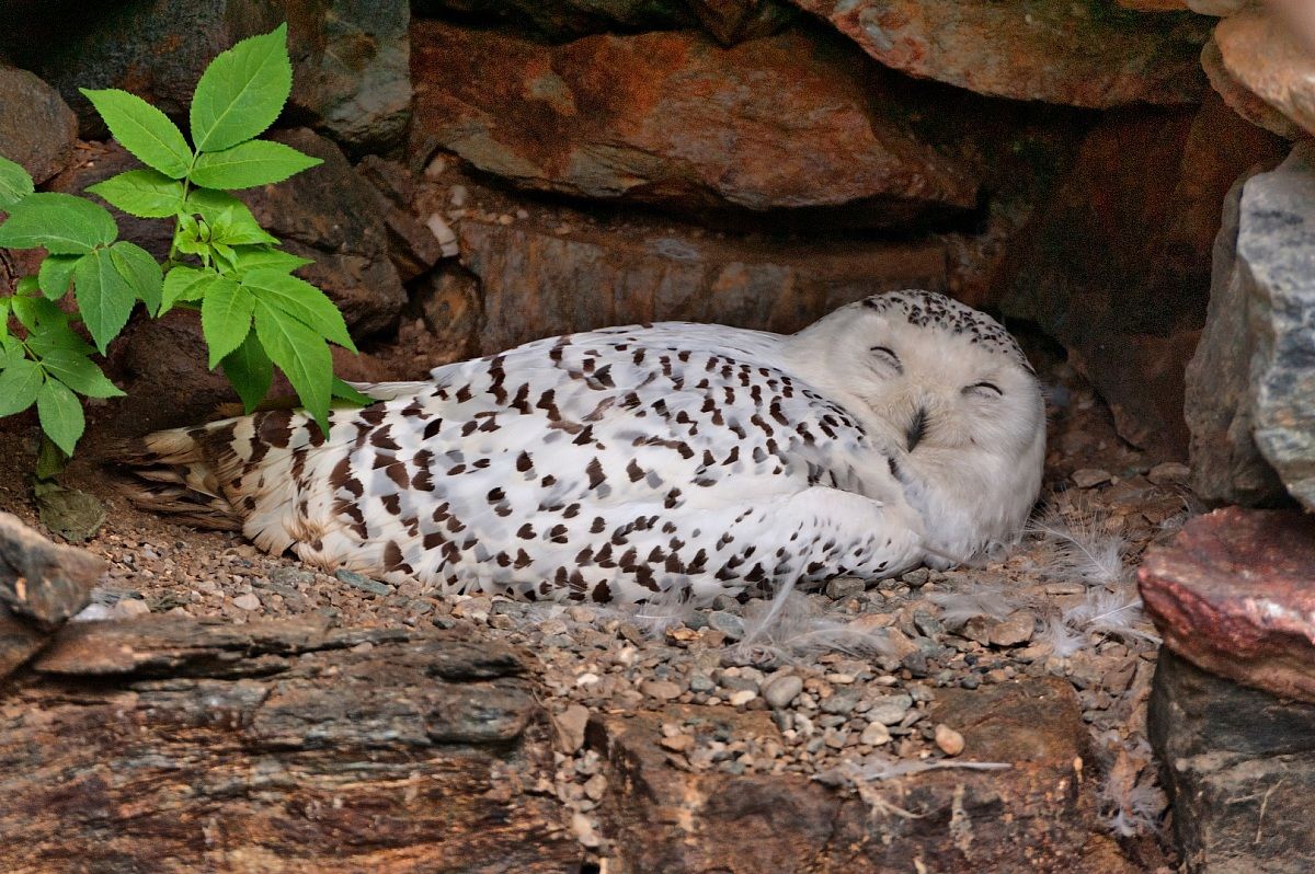 Gufo delle nevi..dormiente!