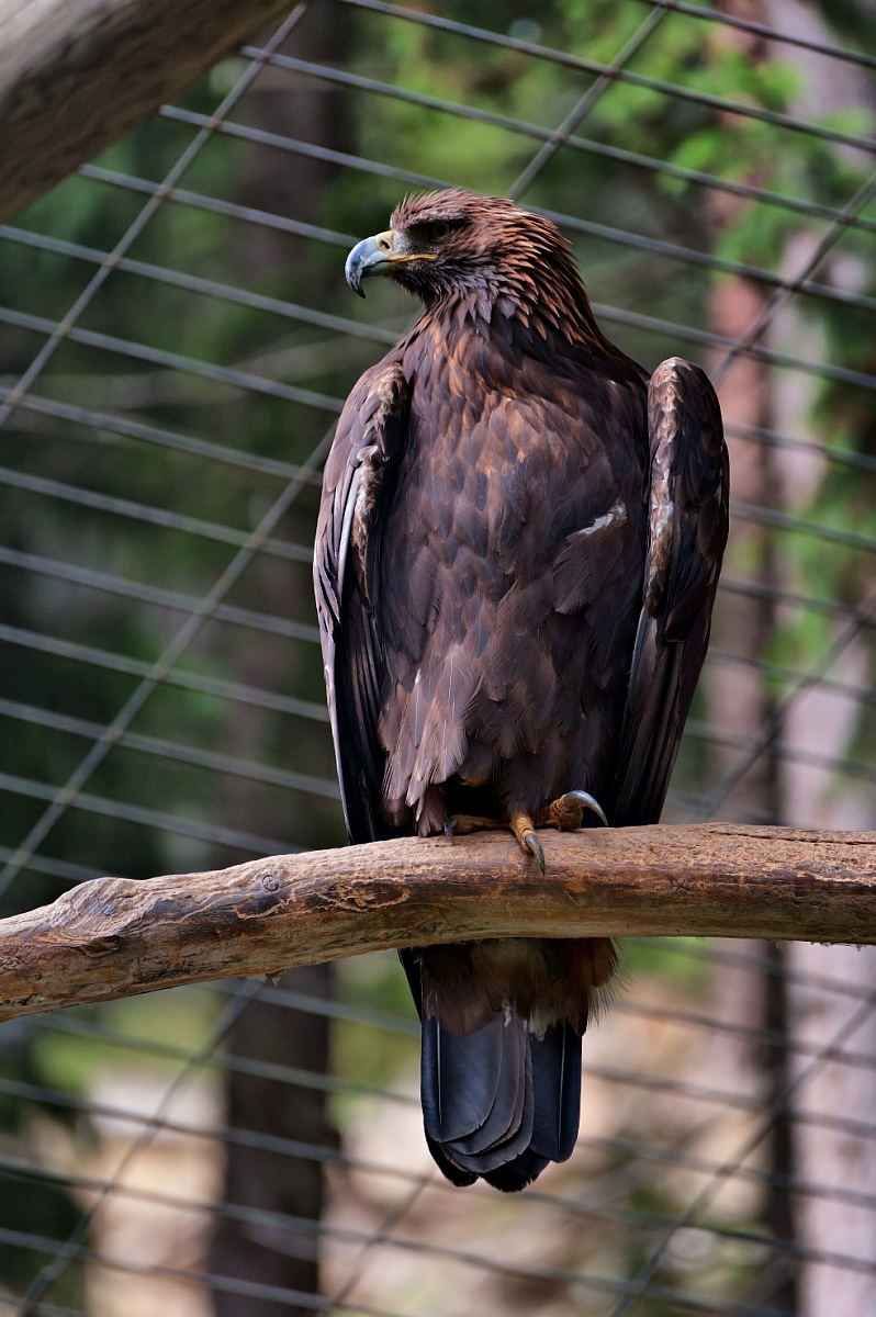 His majesty .. in a cage!