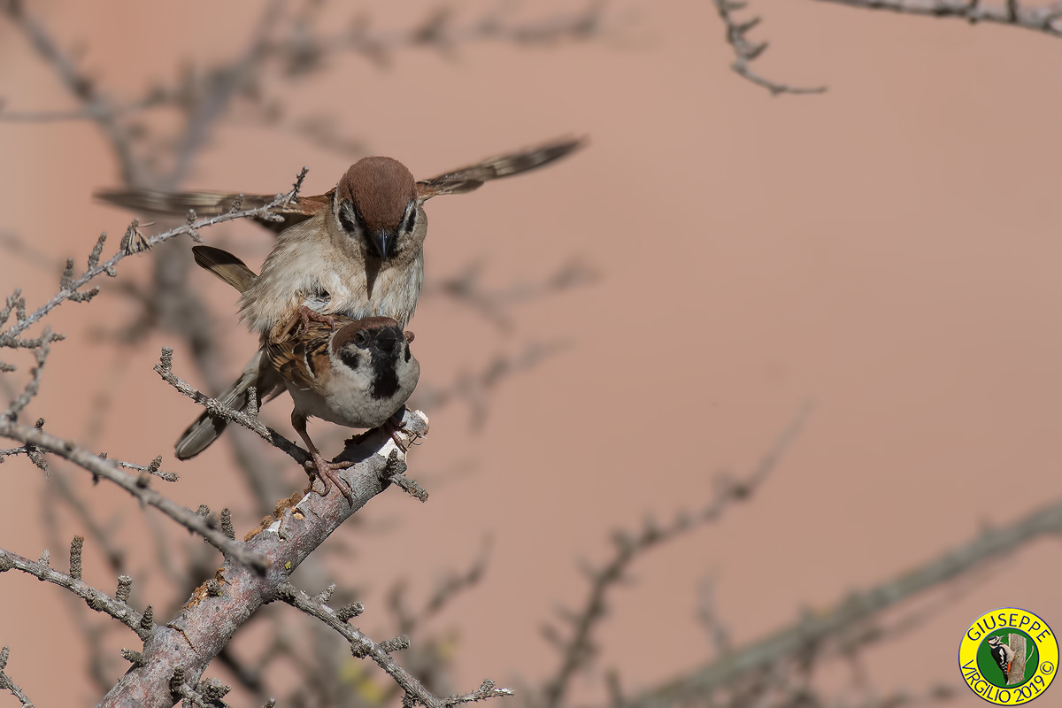 Passera Mattugia (Sardegna )2019