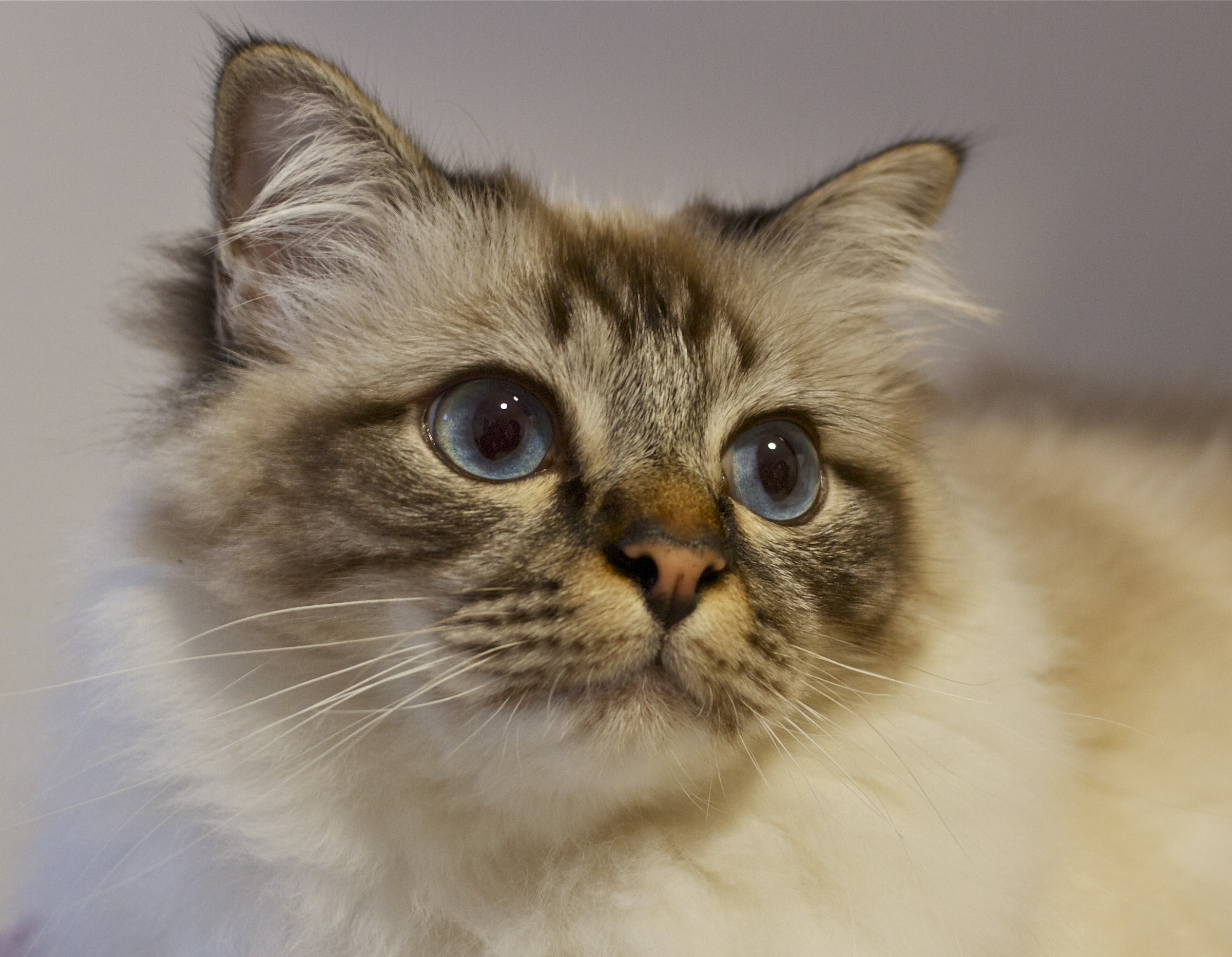 sacro di birmania il fratello