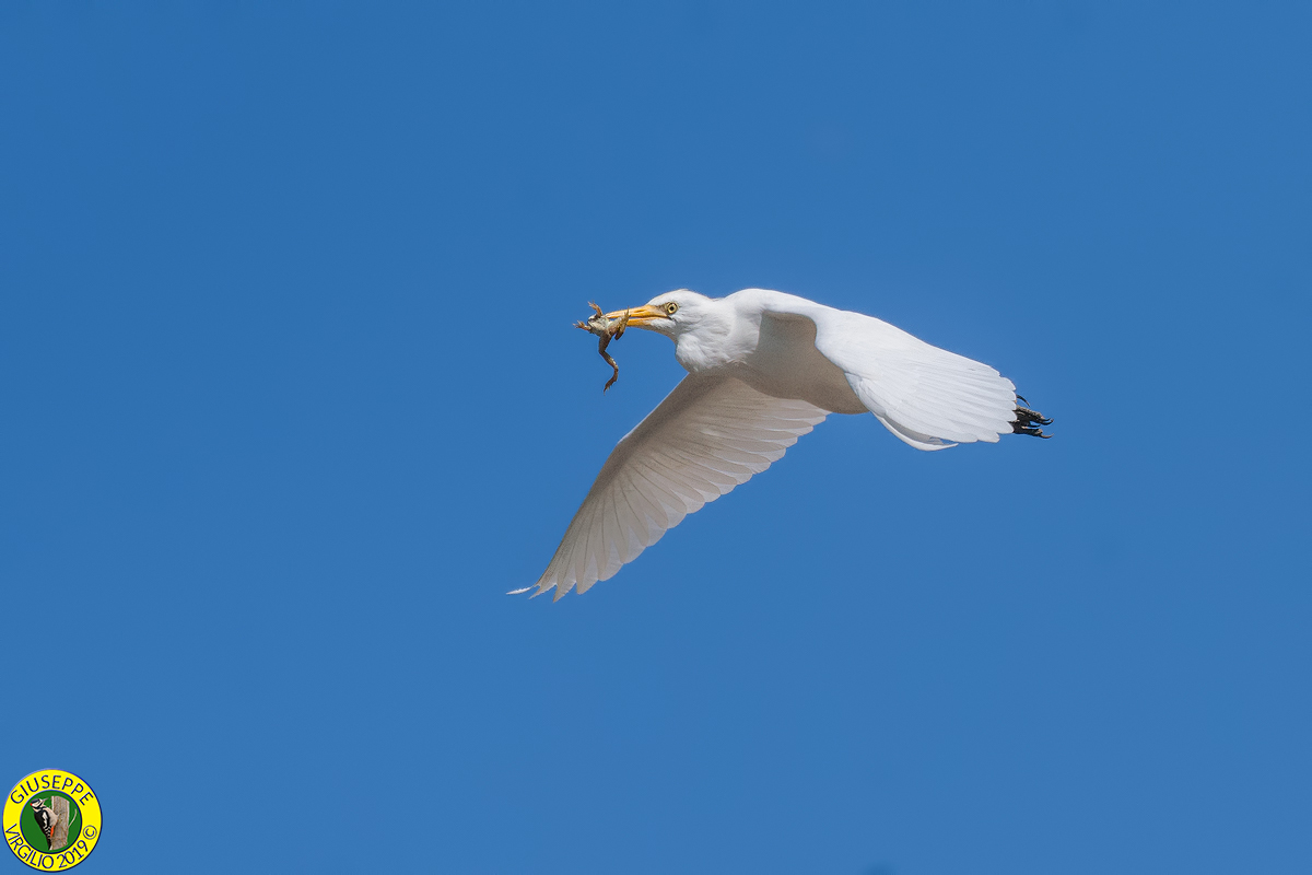 Airone Guardabuoi (Sardegna )2019