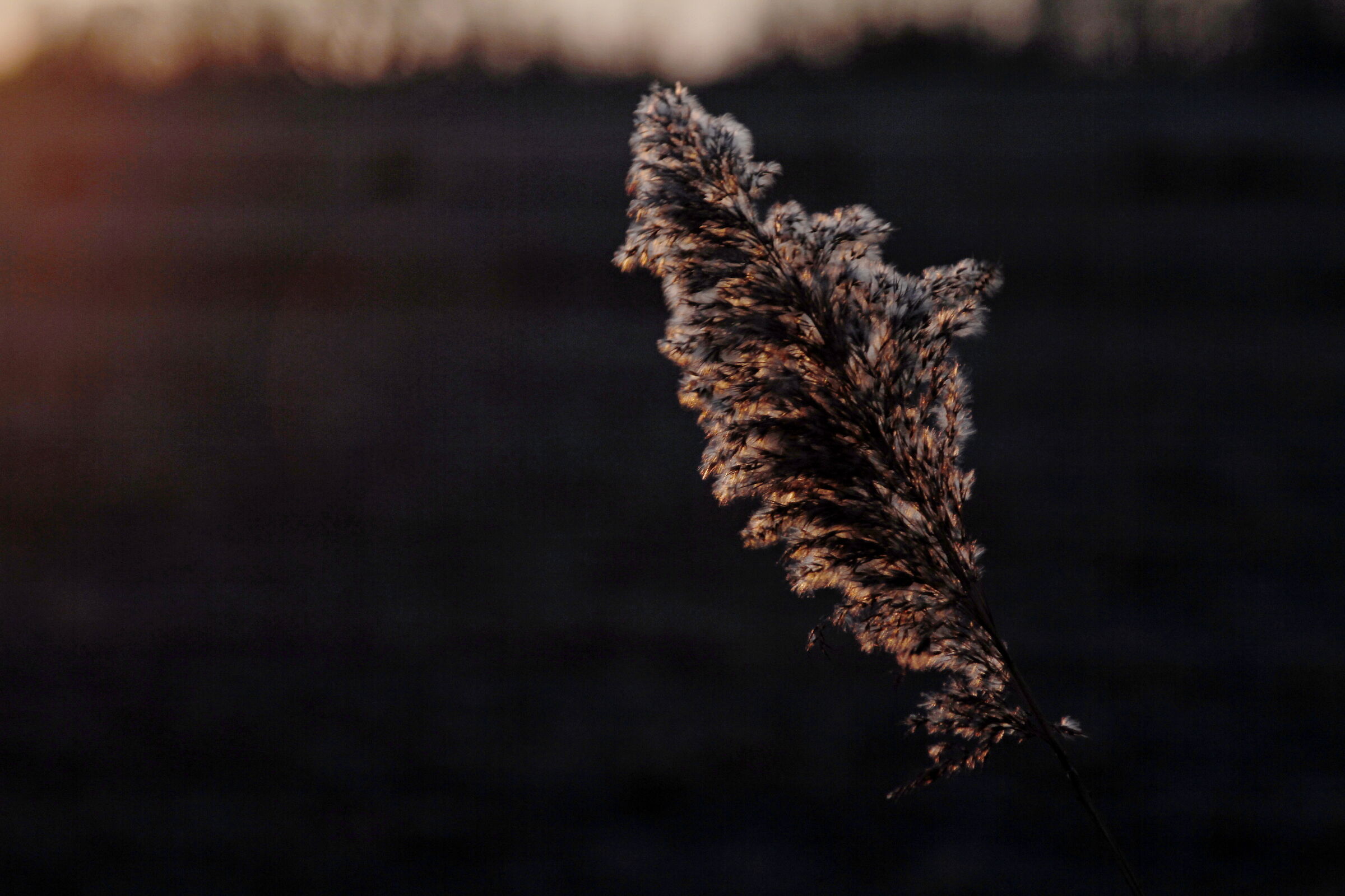 details of the swamp