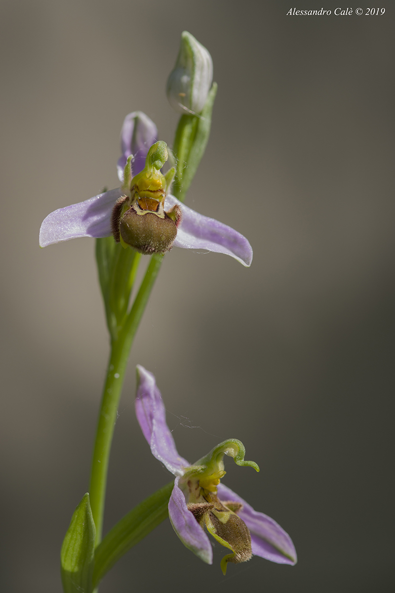 Ophrys apifera 1512