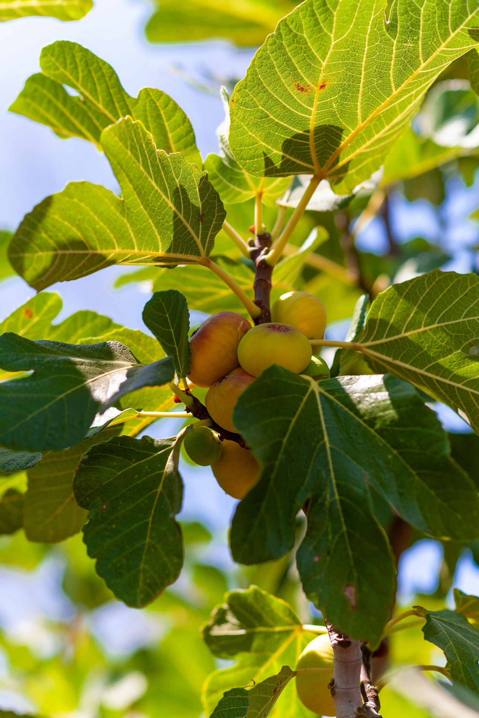 Figs - Salentine Campaigns (Lecce)