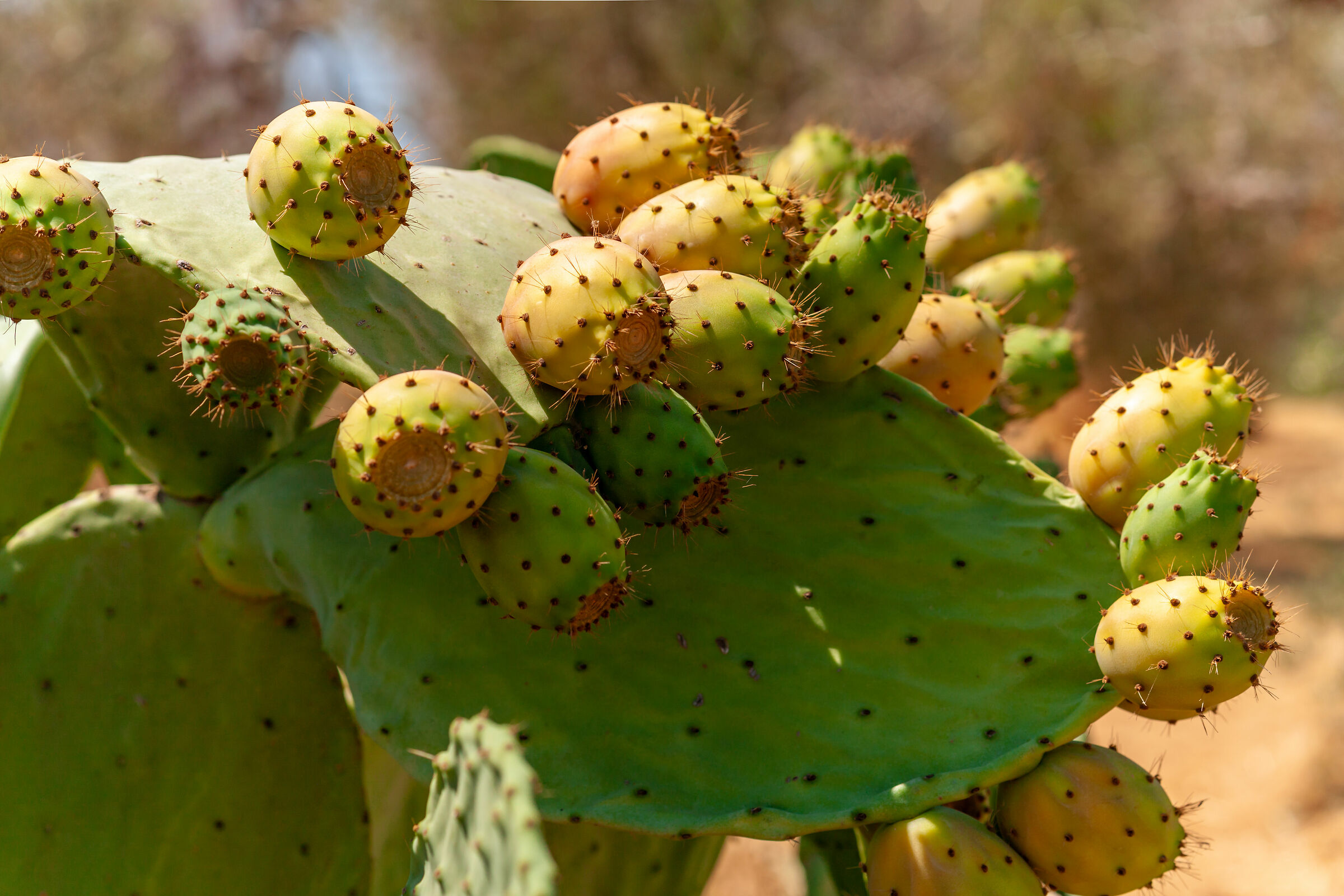 Prickly Pears - Salentine Campaigns (Lecce)