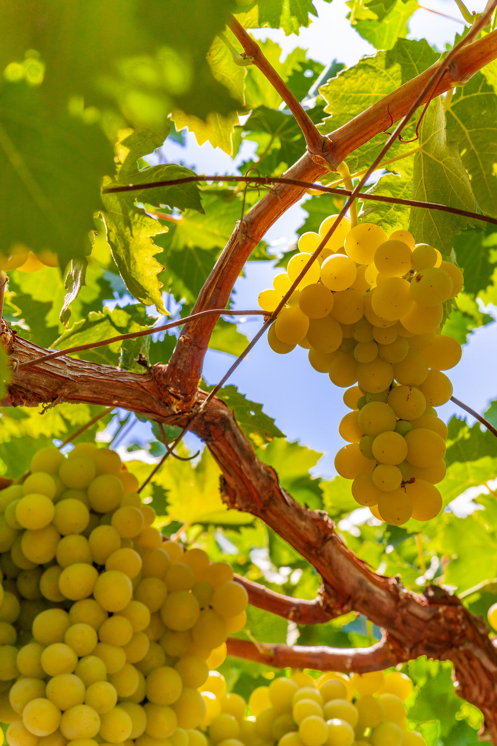 Pergola - Salentine Campaigns (Lecce)
