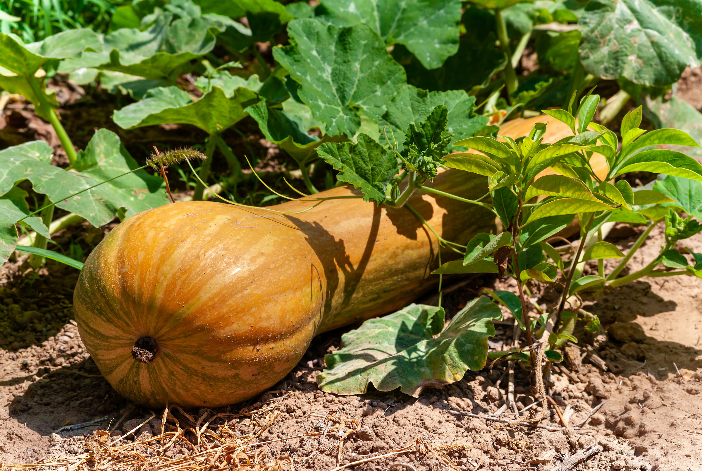 Zuccone - Salentine Campaigns (Lecce)