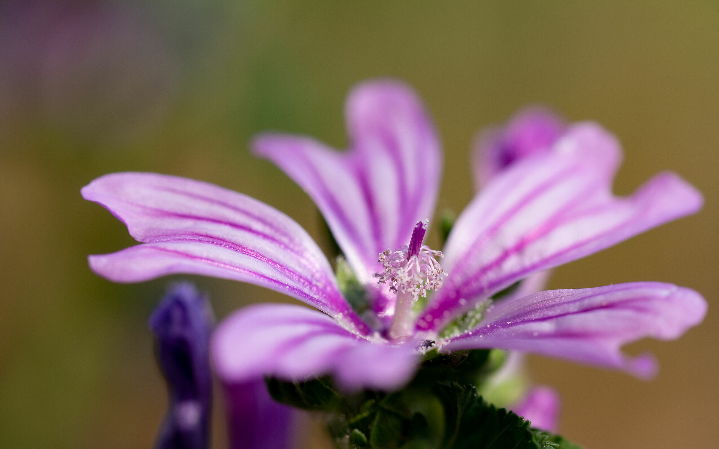 Wild Malva
