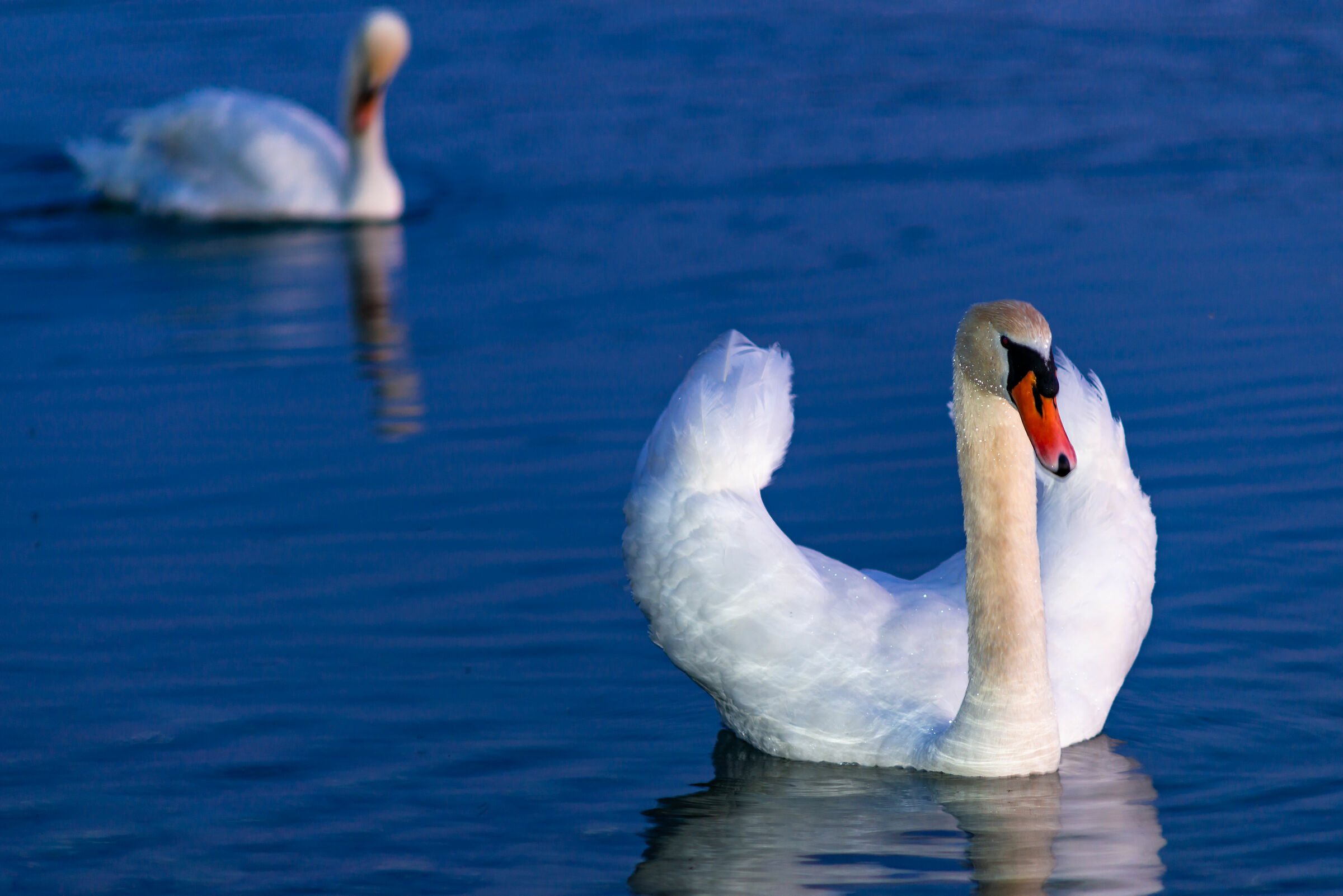 Swan - Seerose - Hallville (Switzerland)