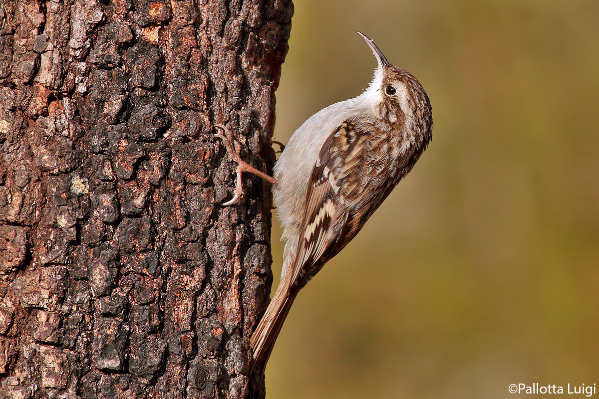 Rampichino (Certhia brachydactyla)