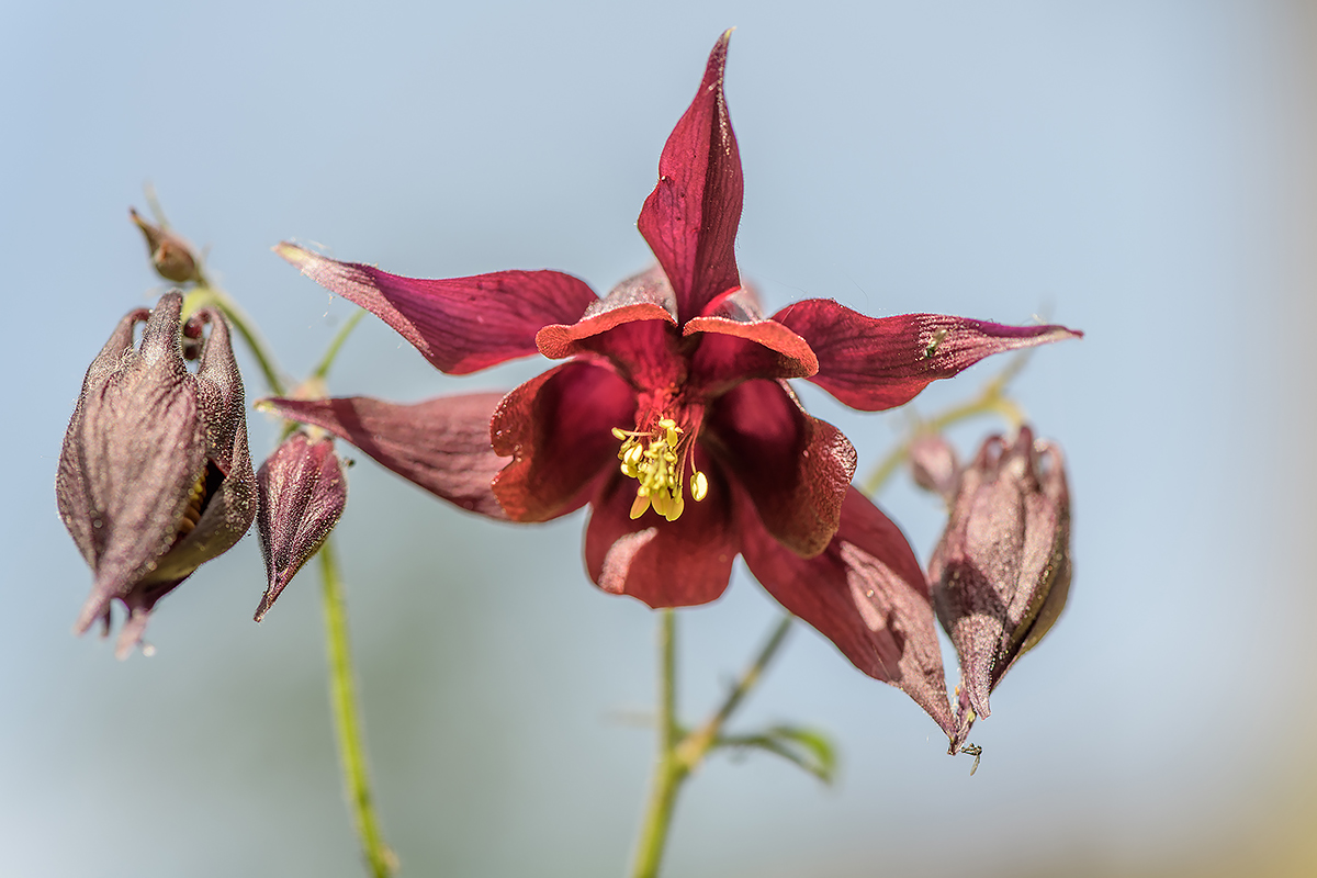 Aquilegia scura