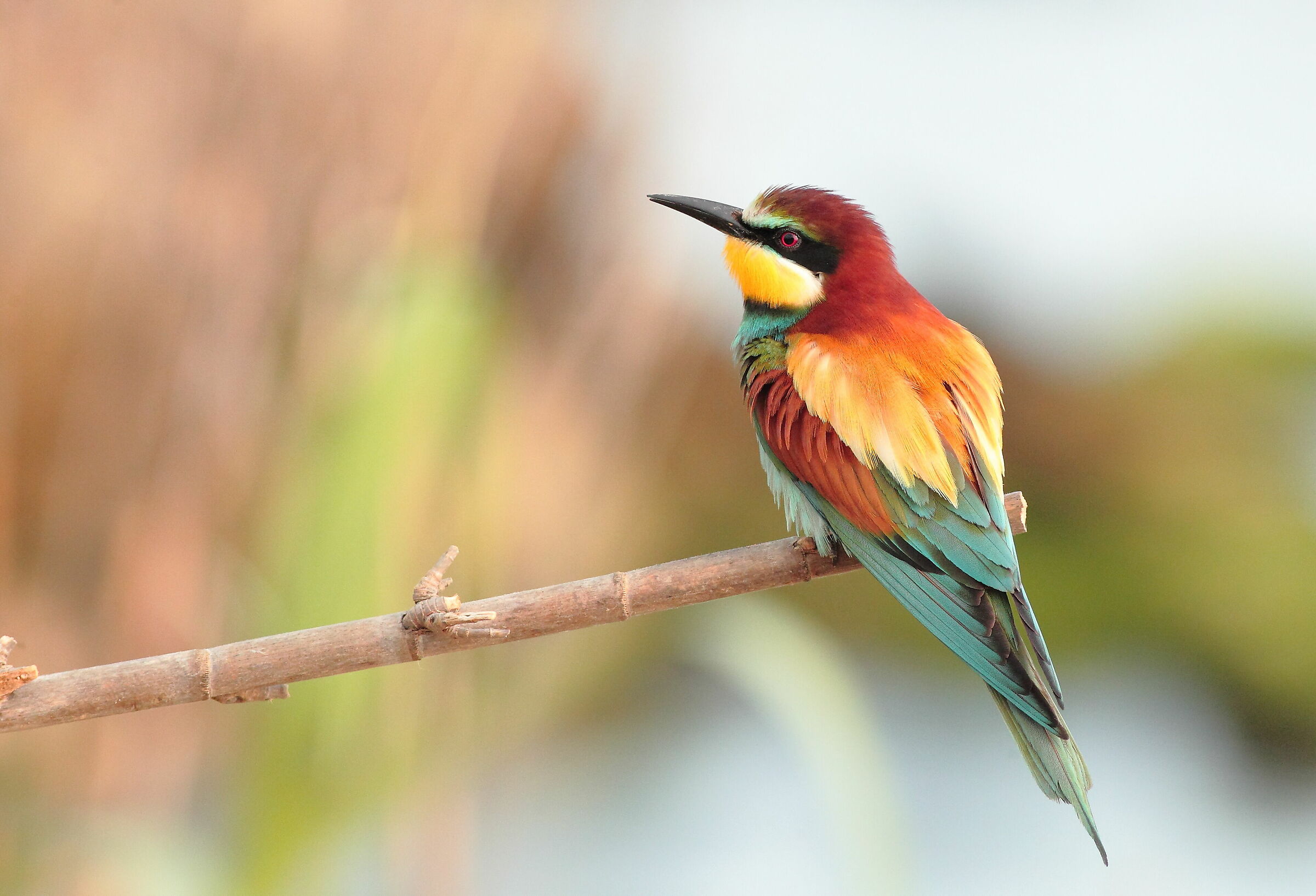 Bee-eater