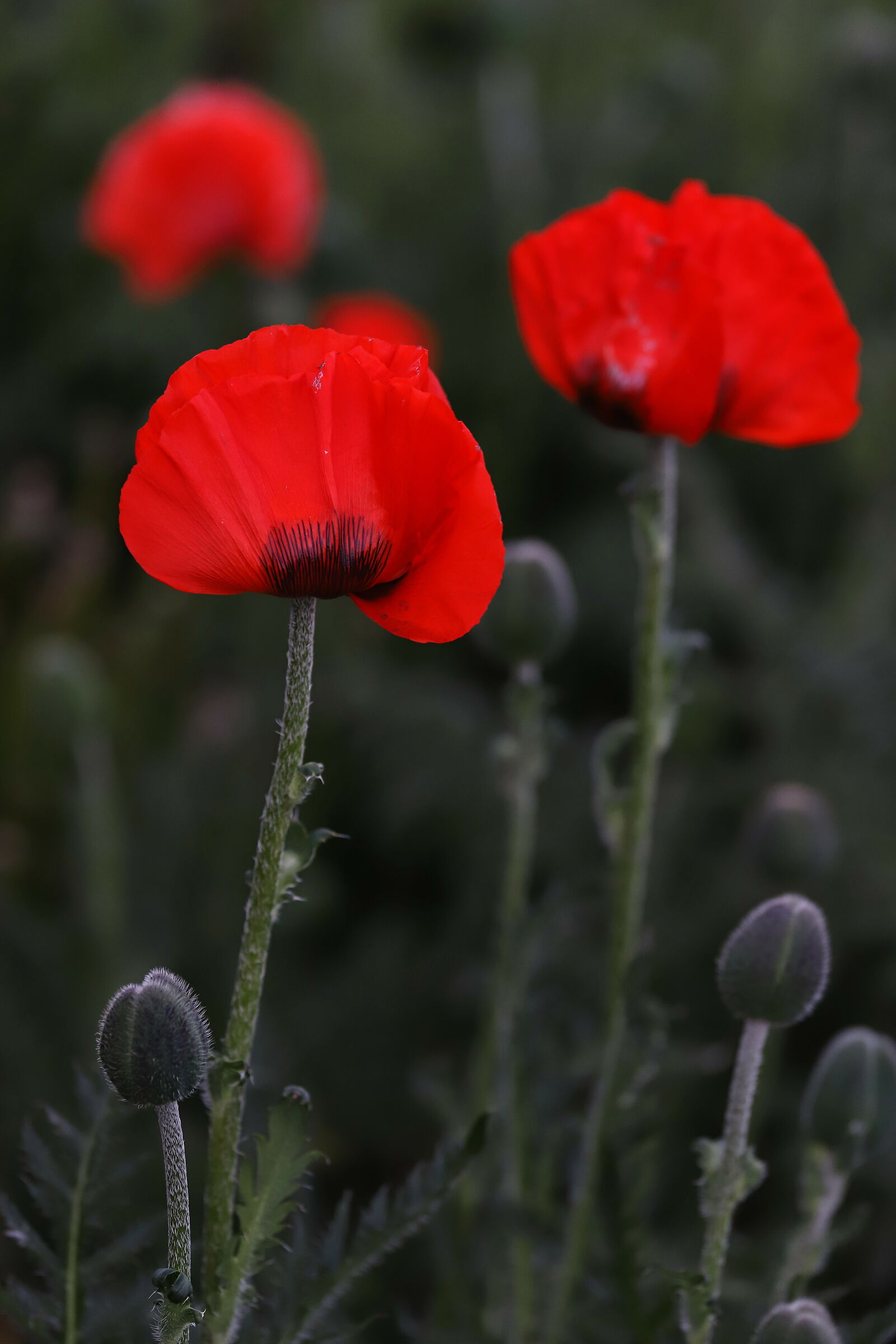 Poppies