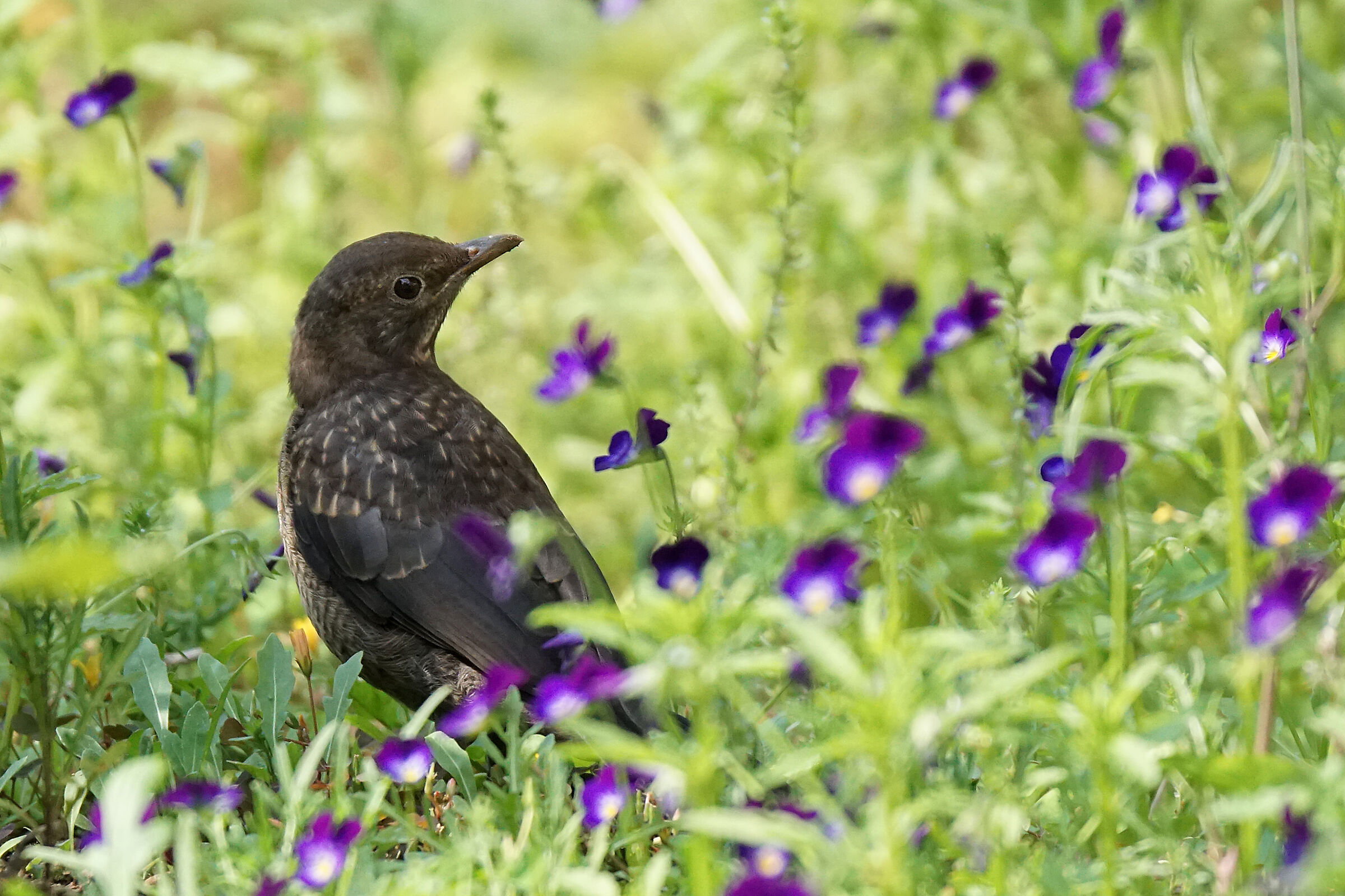 Among the flowers