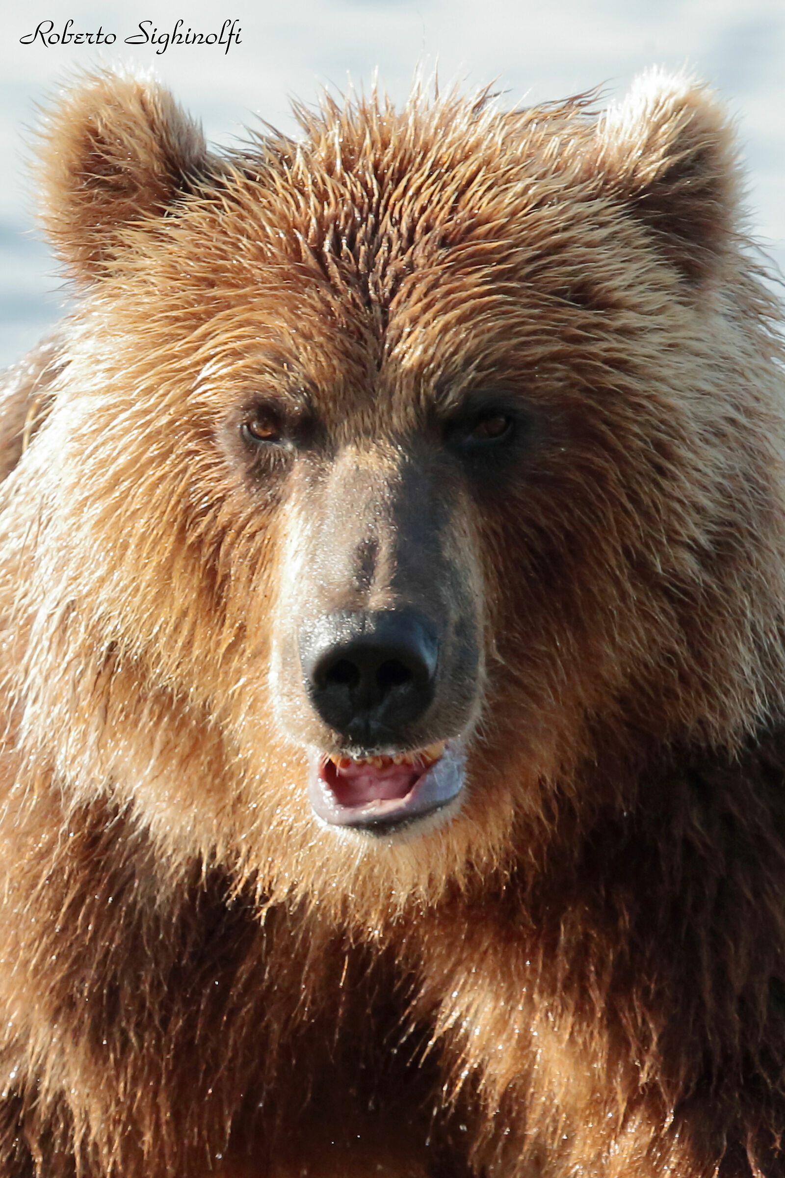 Close-up bear