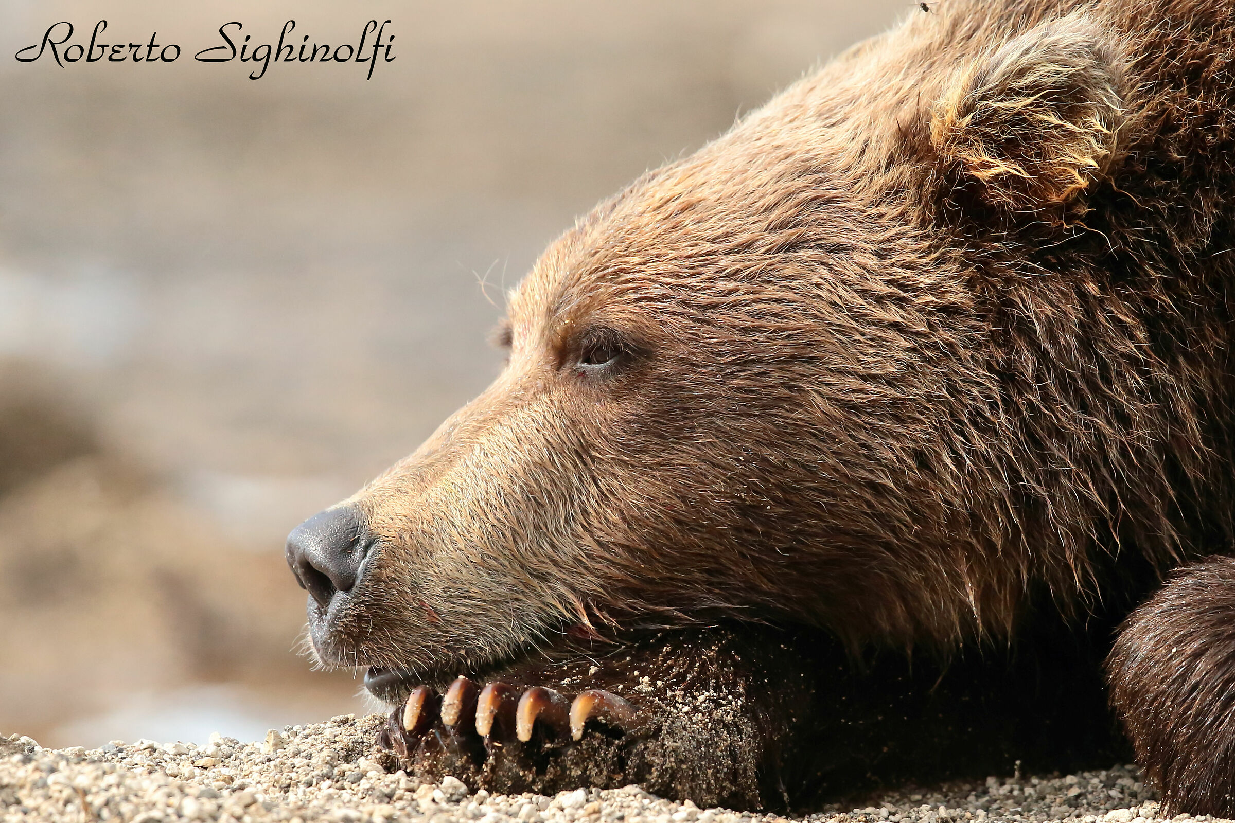teddy bear close-up