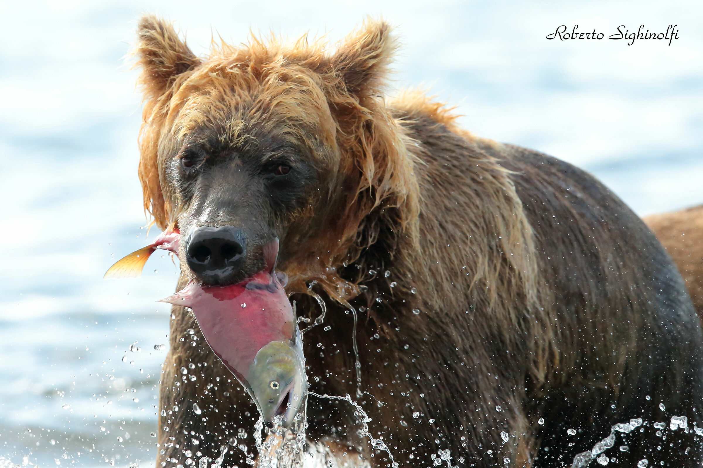 Bear with salmon