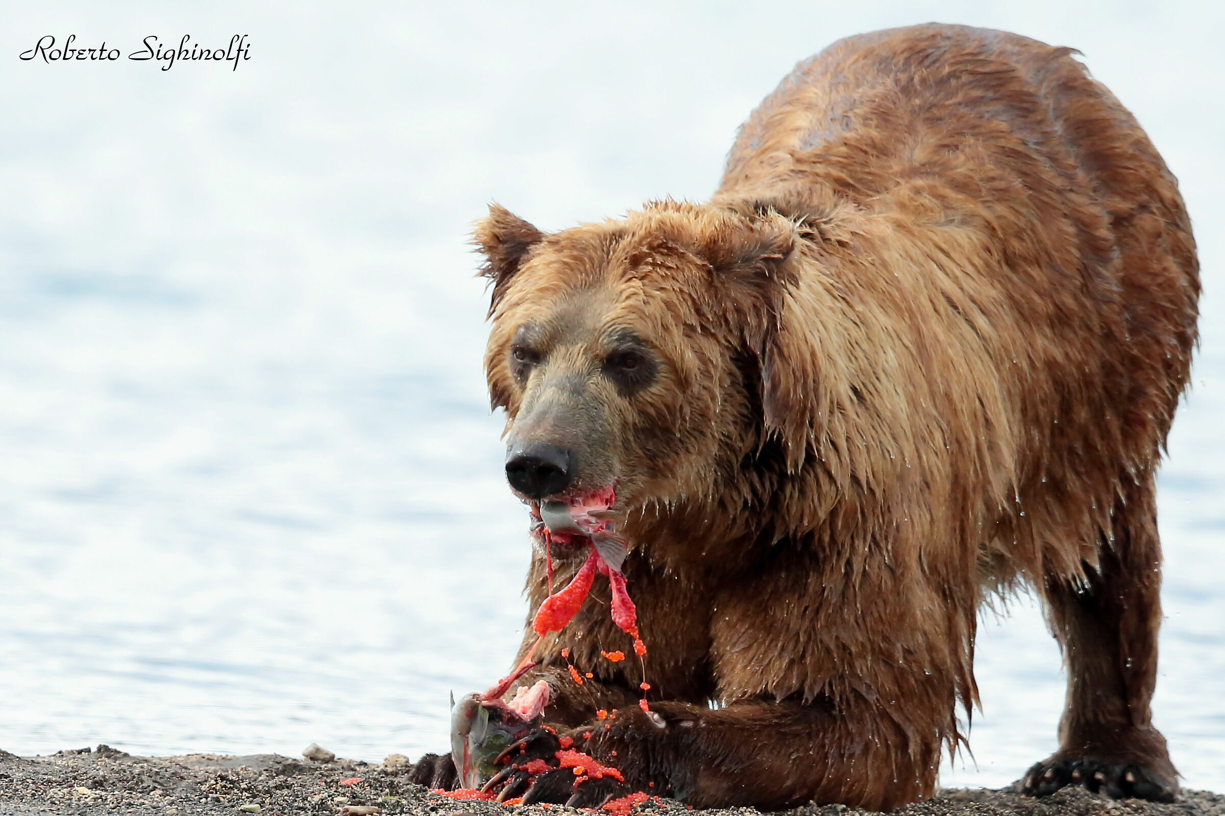 good appetite bear !