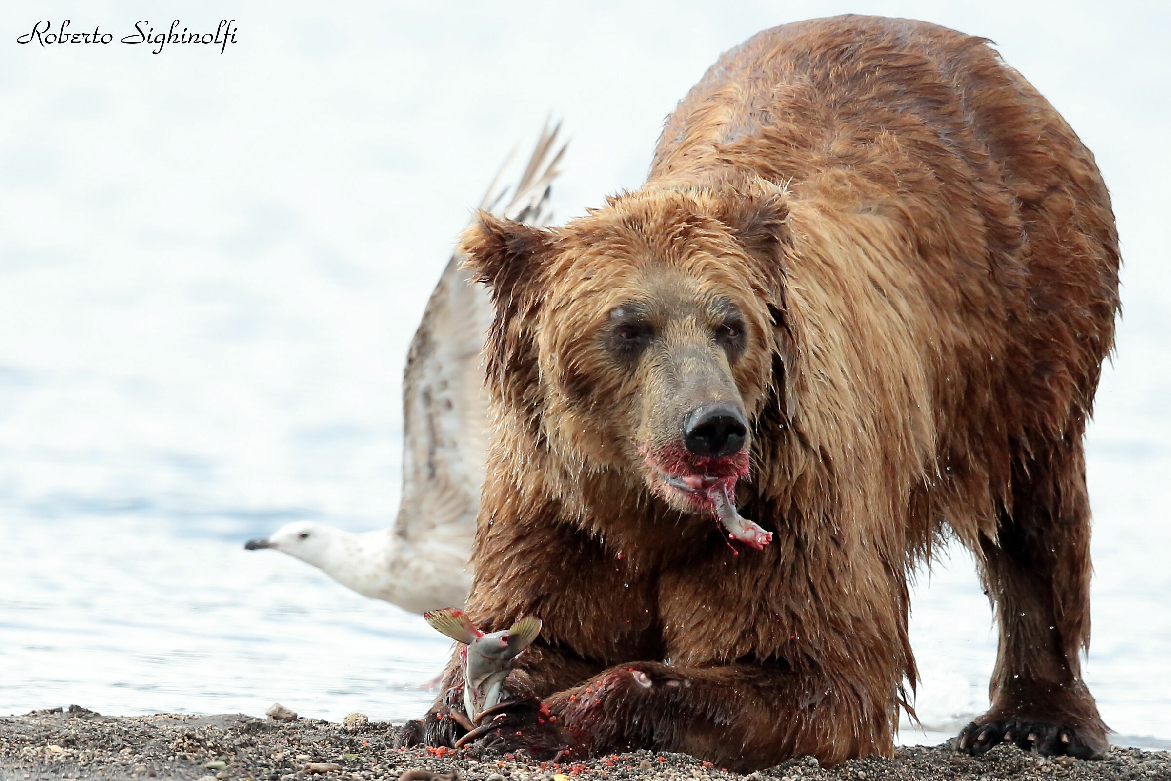 good appetite bear 2