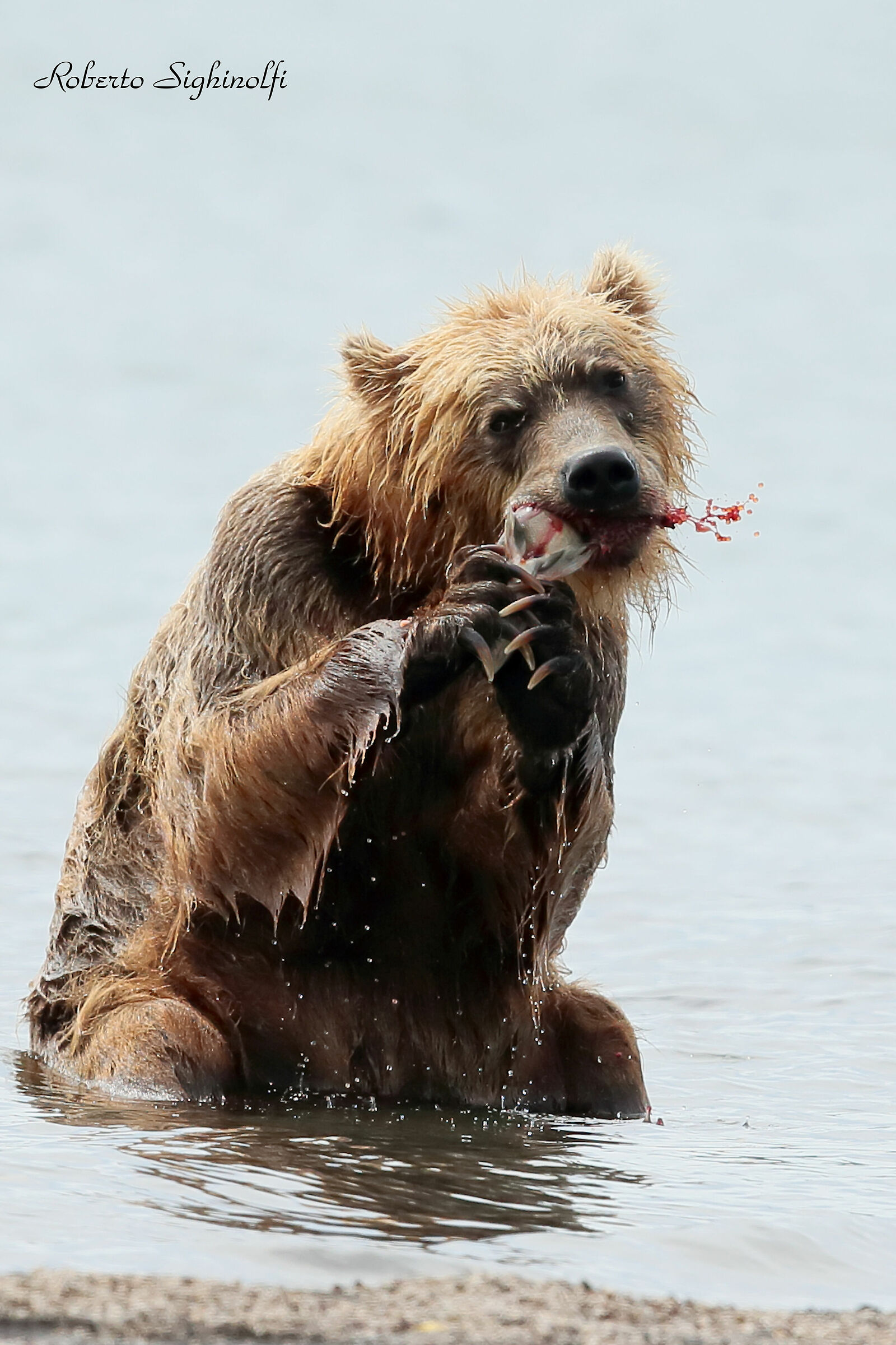 good appetite bear 3