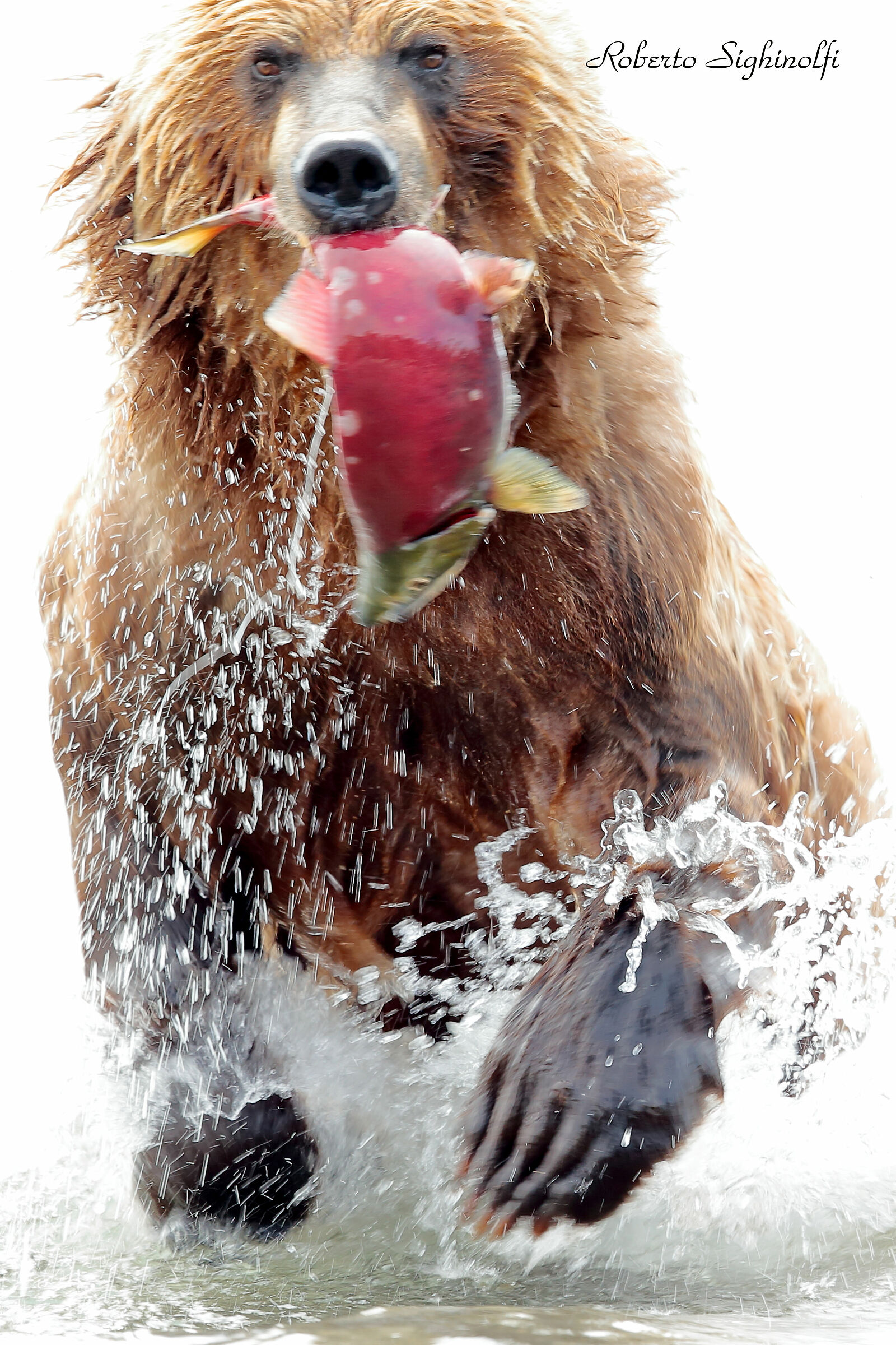 Satisfied bear capture