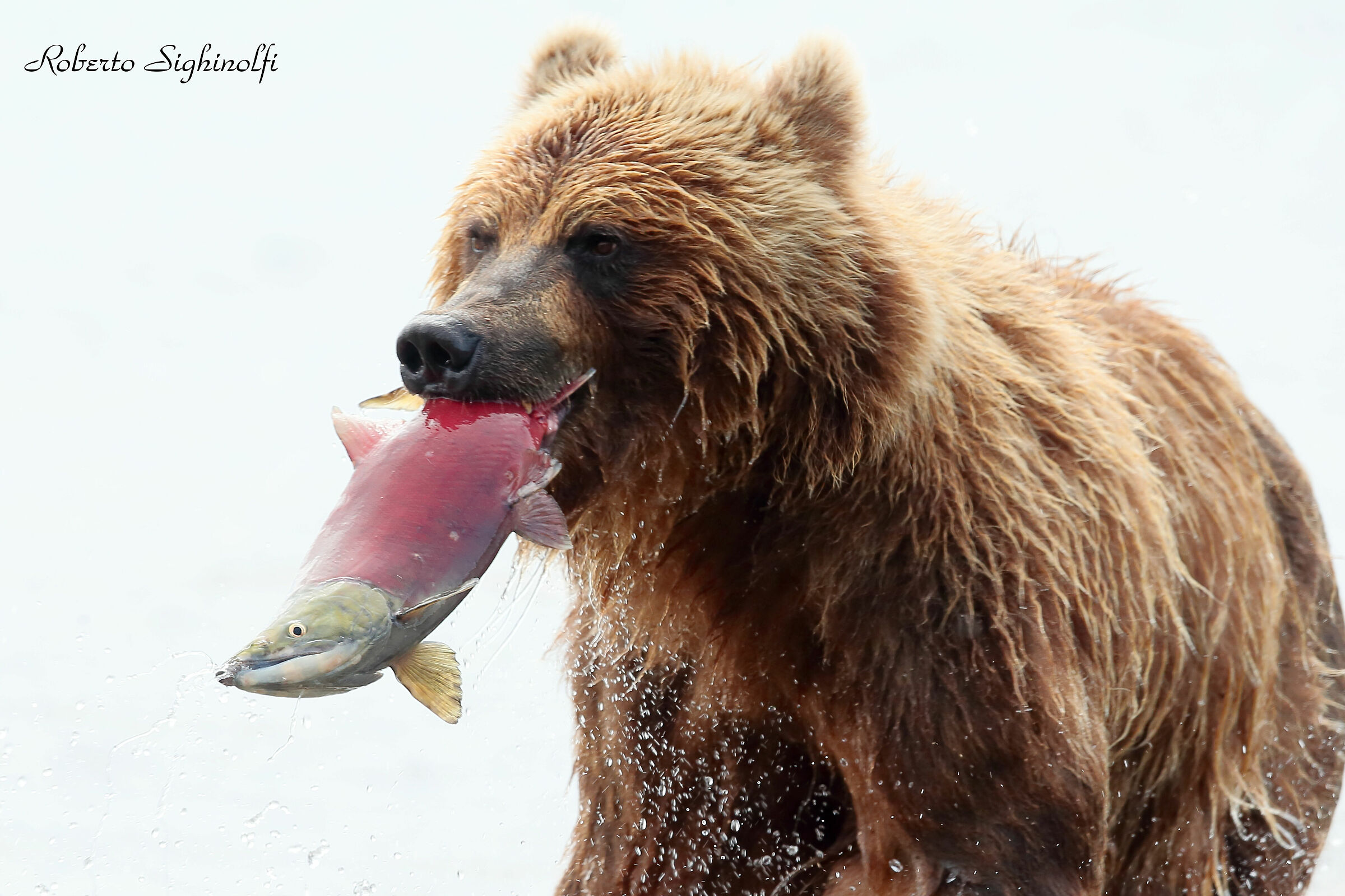 bear with salmon