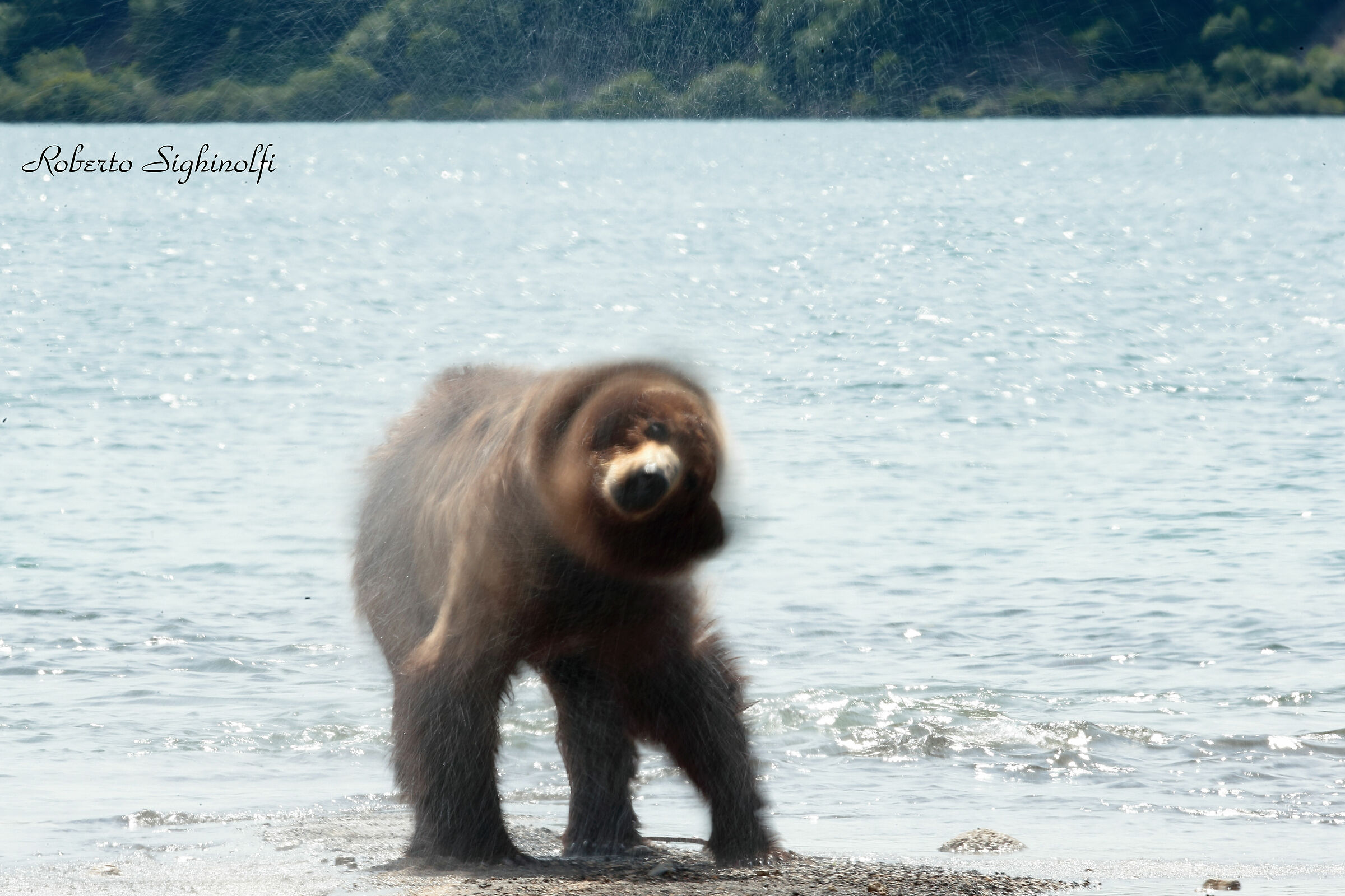 very intense shrug of the bear