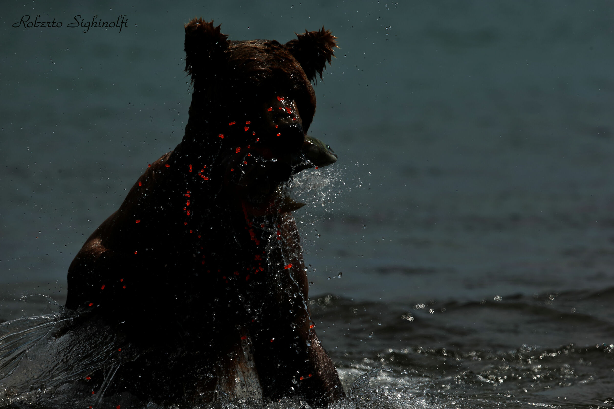 red salmon eggs bitten by the bear
