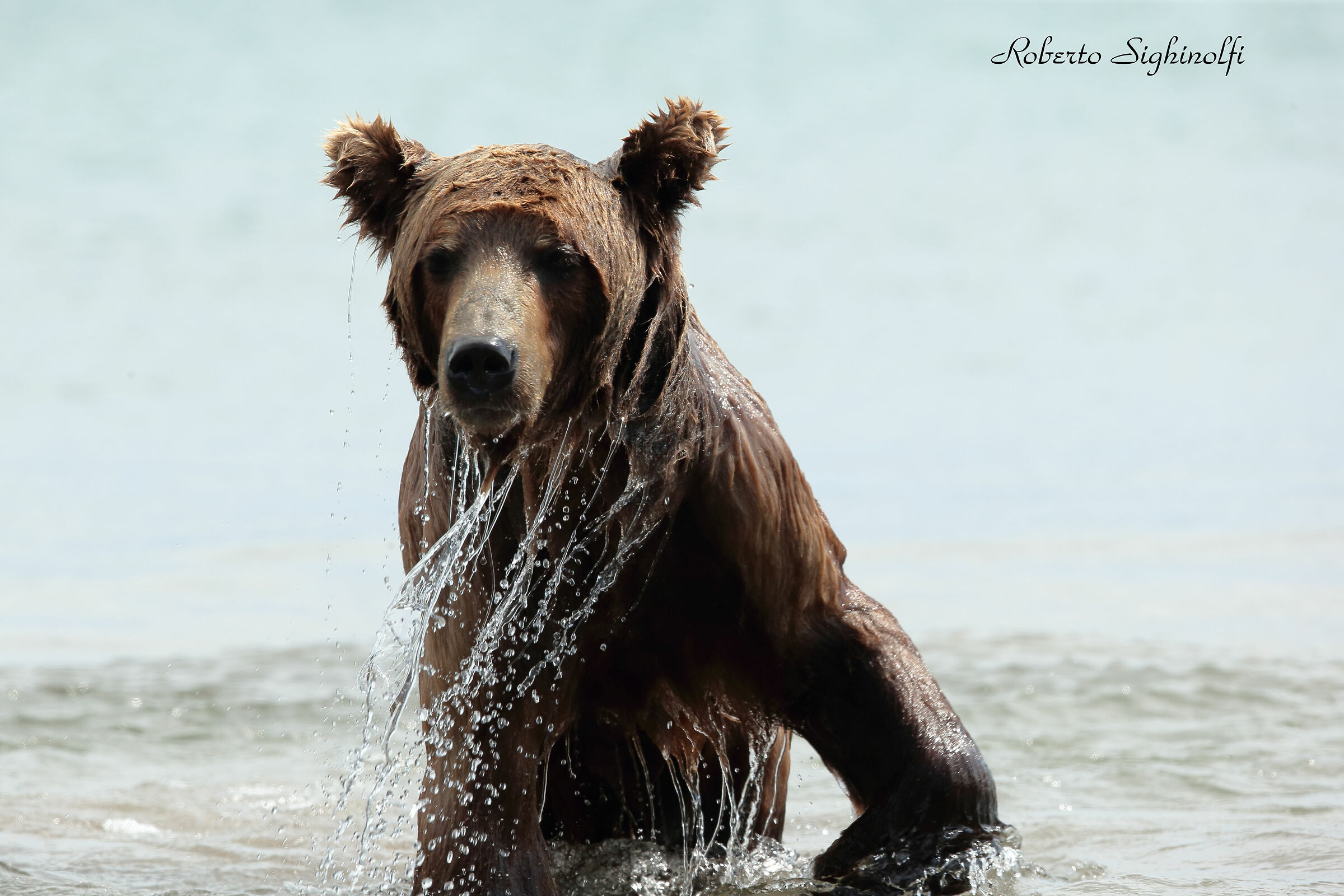 Model Judith - Bear Vip