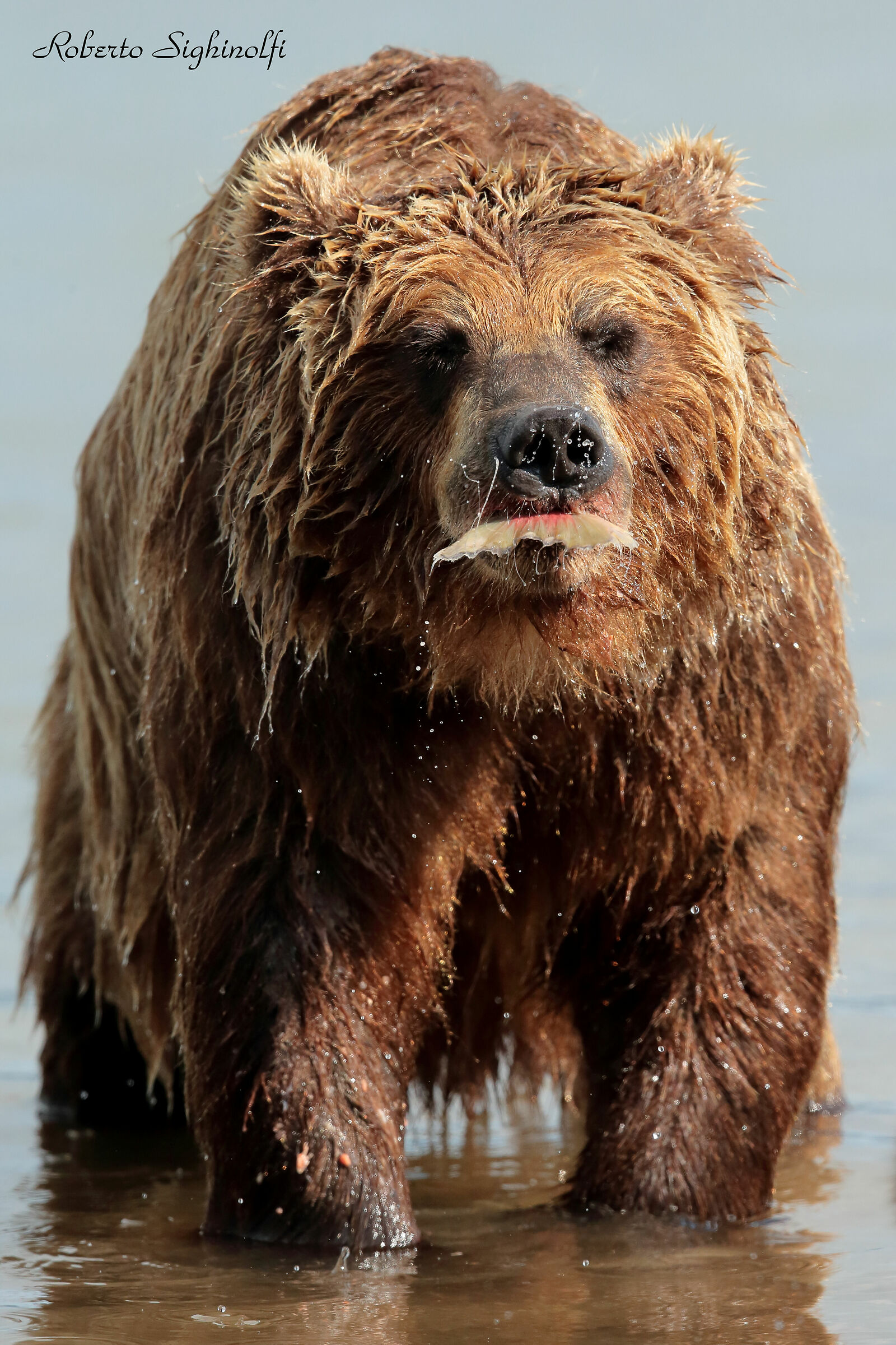 bear that hid the salmon