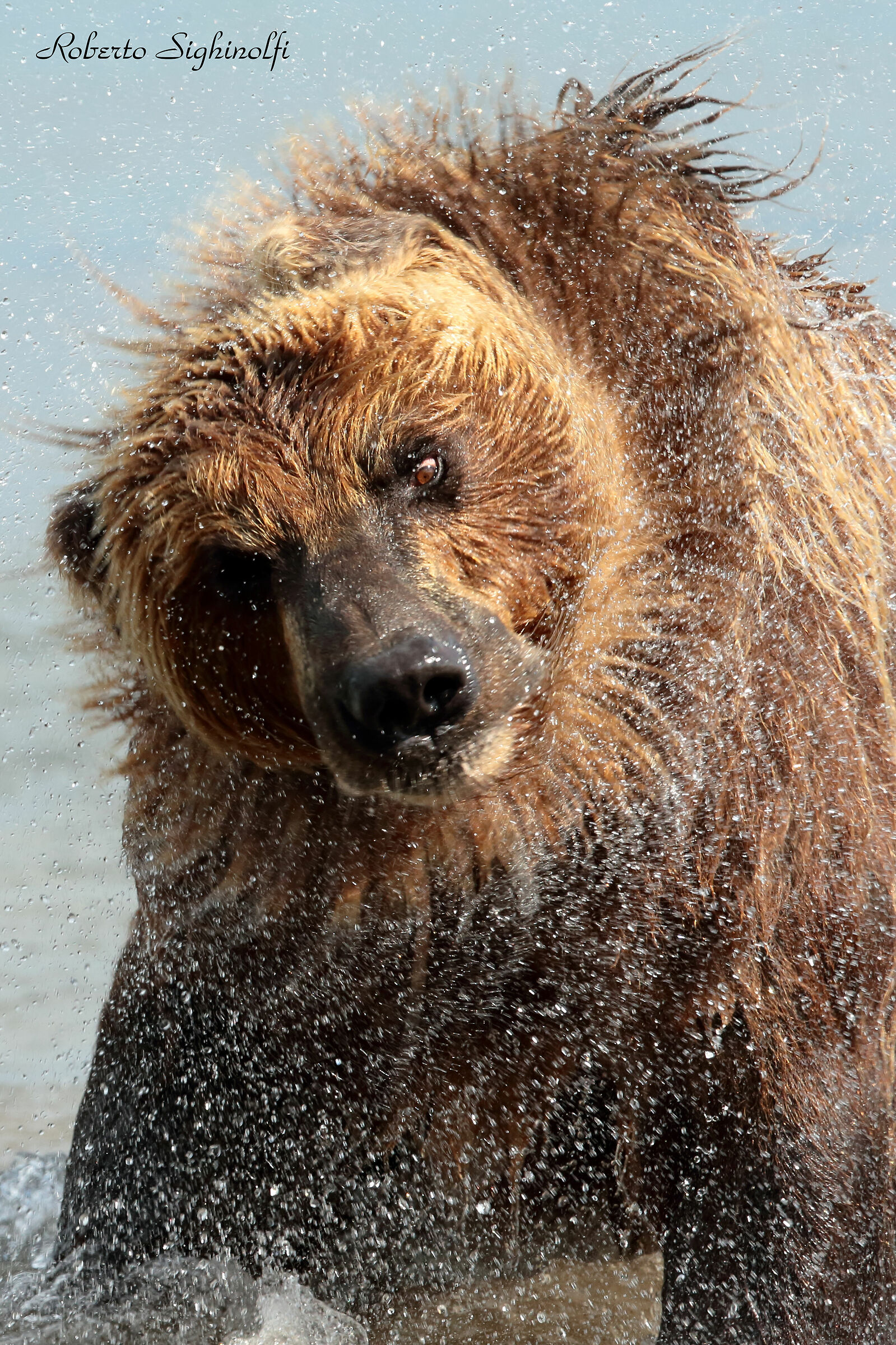 dynamic shrug of the bear