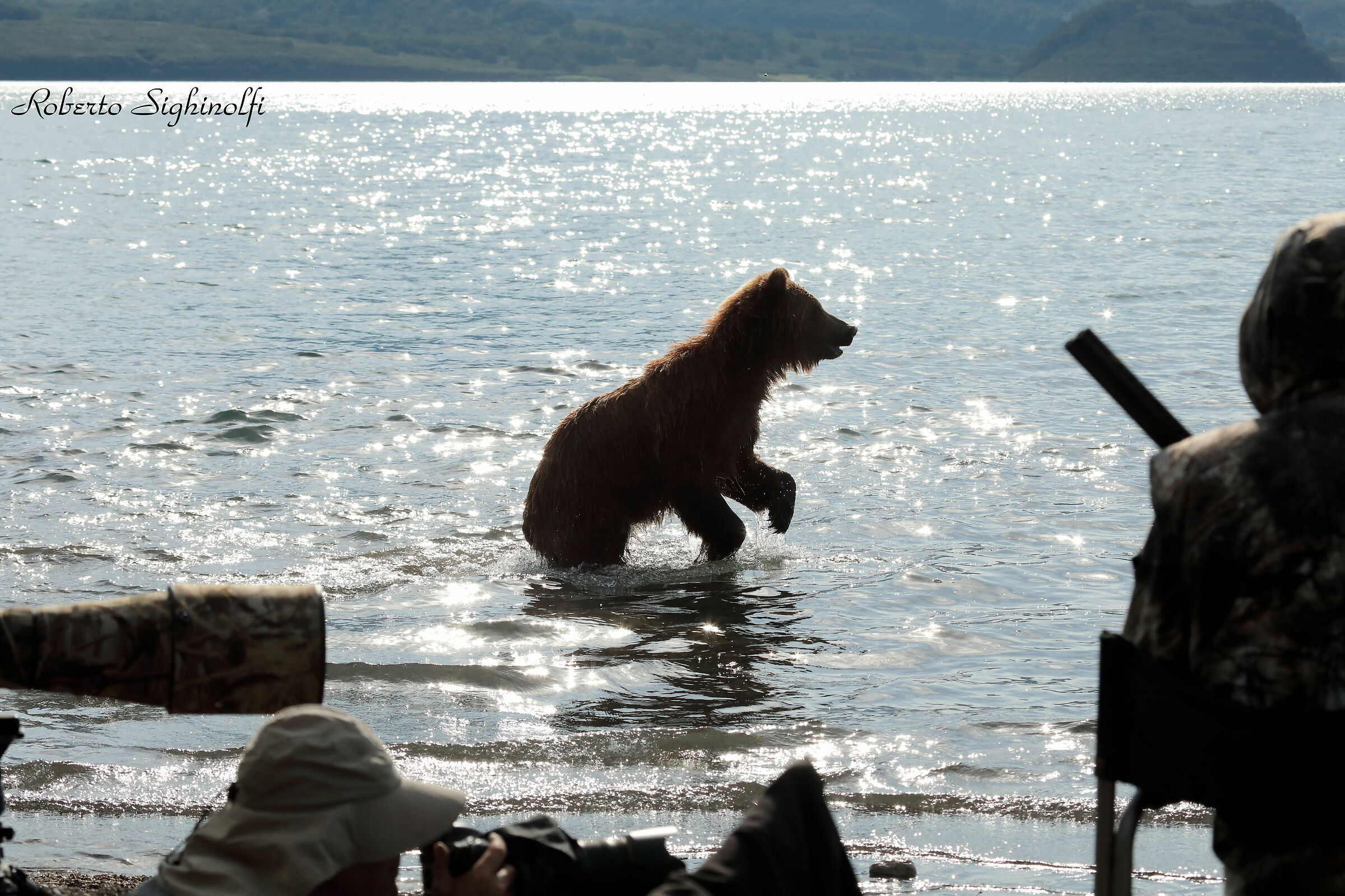 bear walks between a 500 cannon and the ranger's rifle