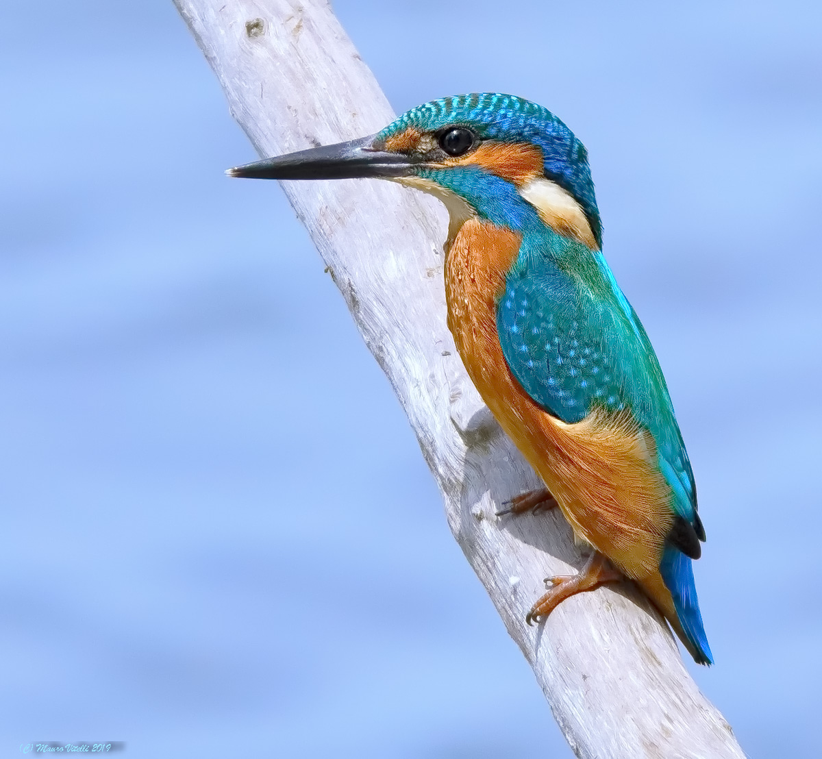 Martin Fisher (Alcedo atthis)