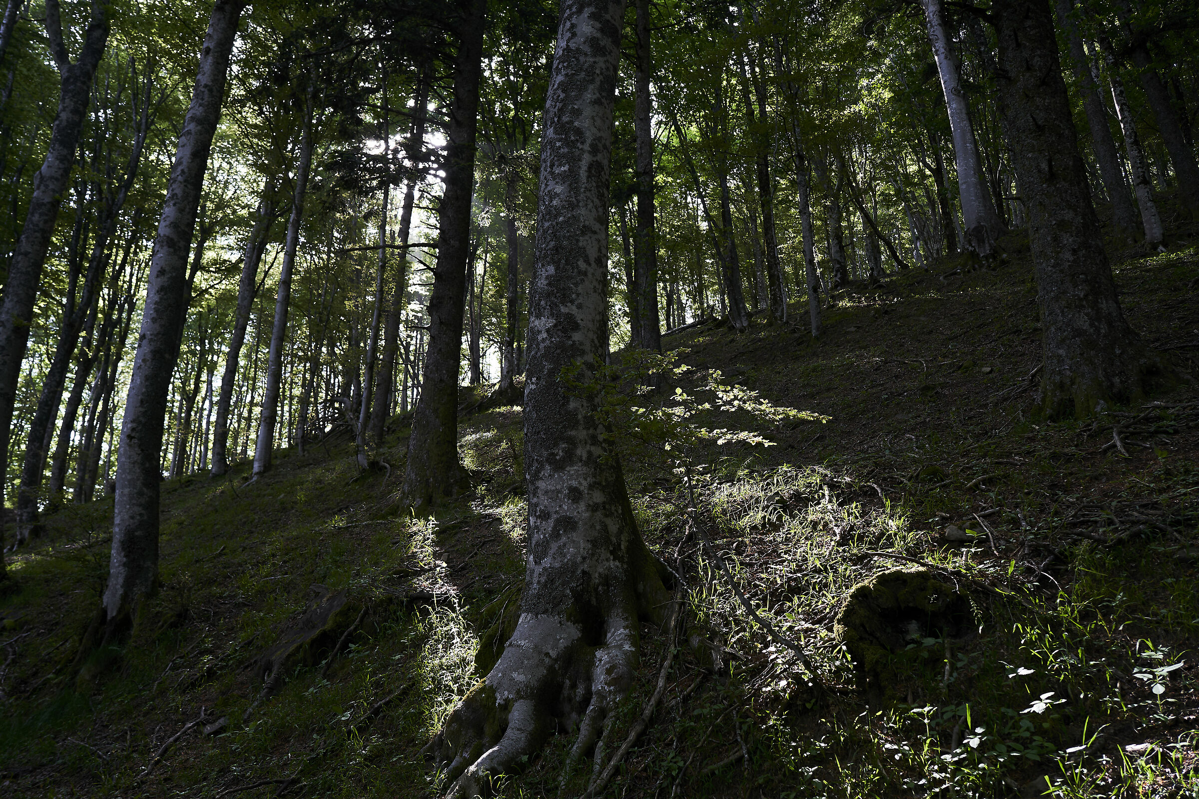 foreste Casentinesi