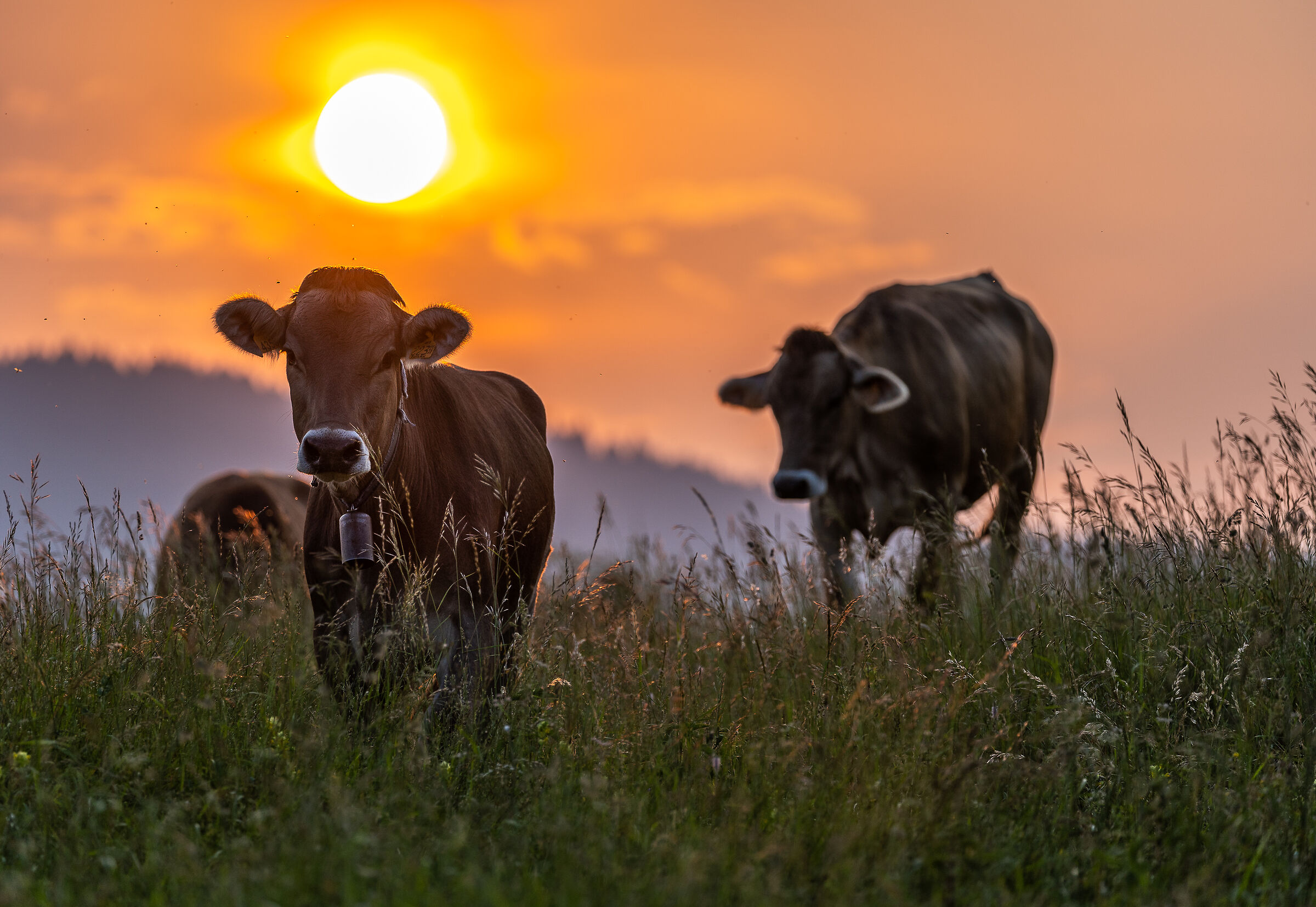 cows grazing