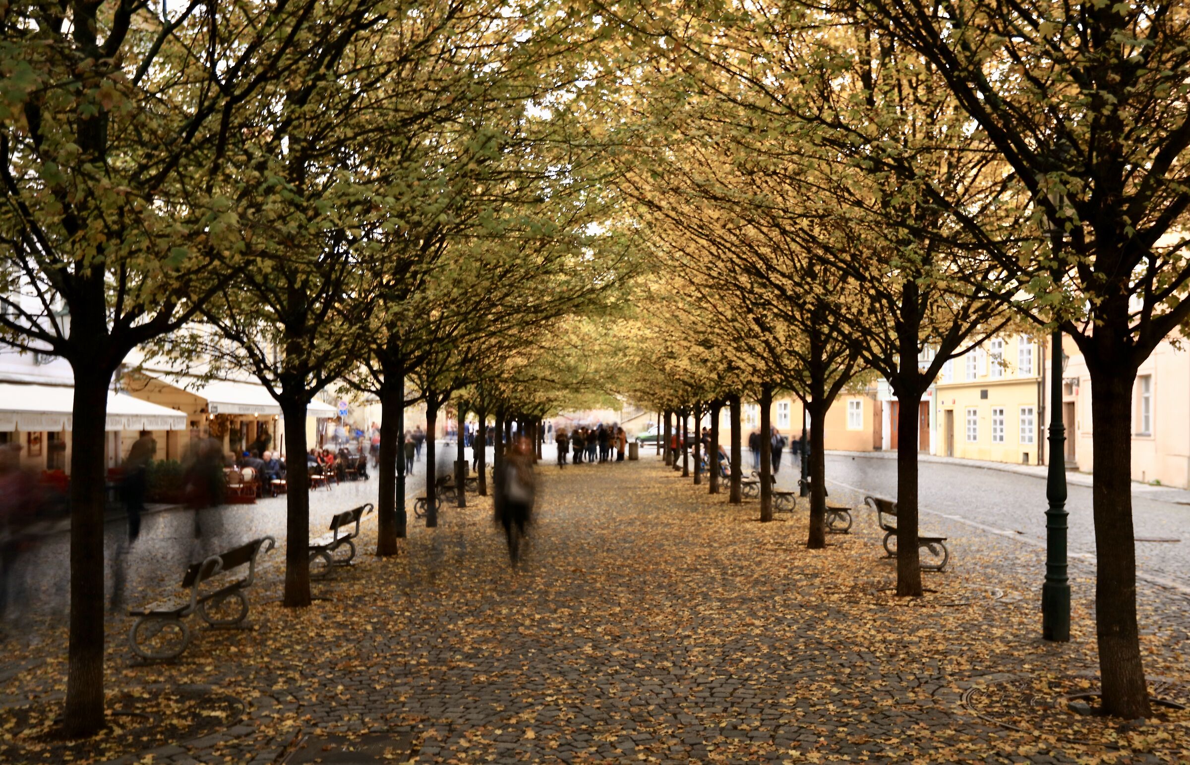 Tree-lined avenue in Prague