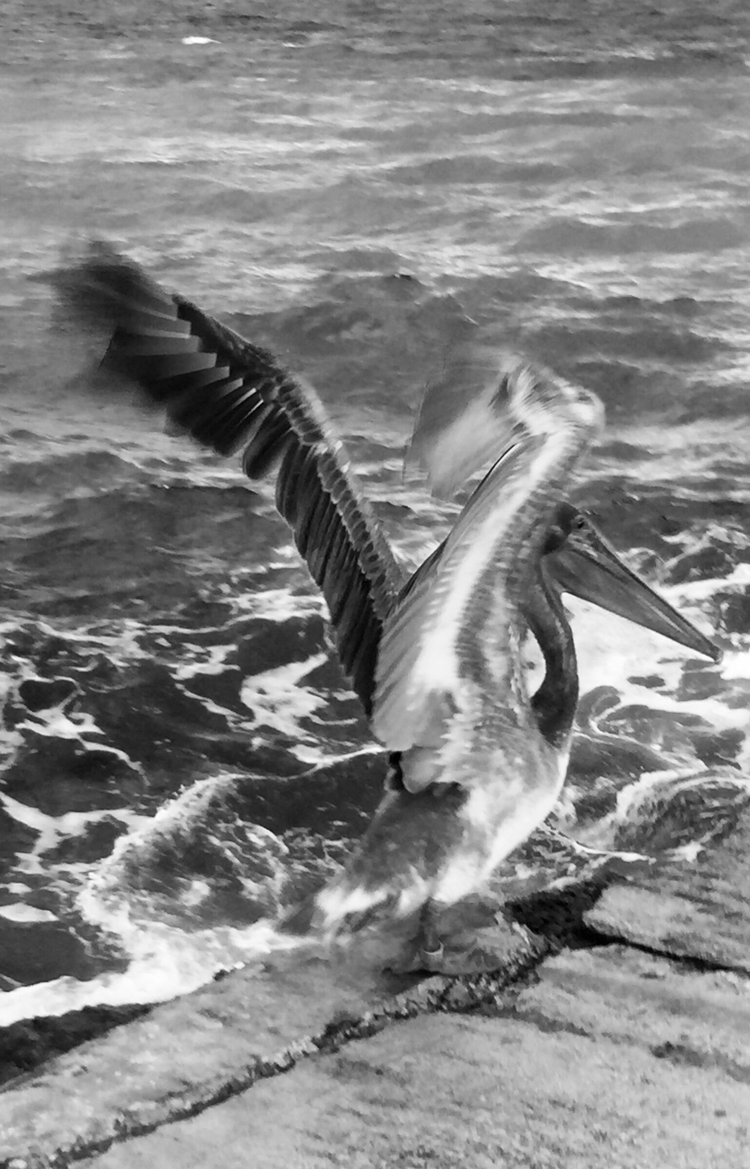 Il pellicano di Miami