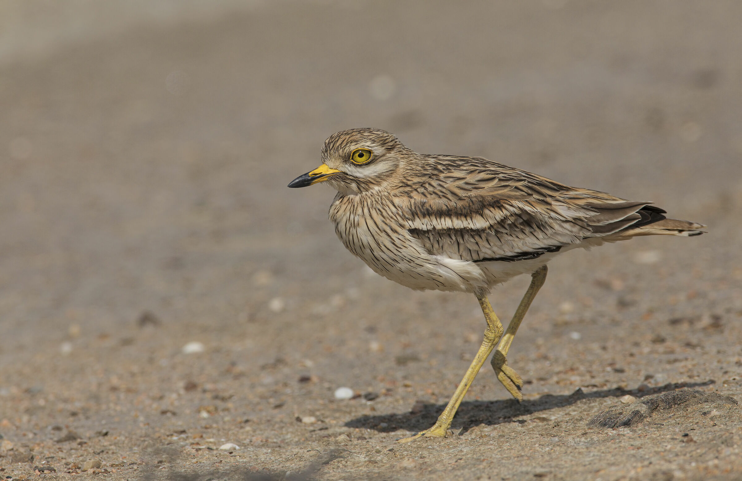 occhione di corsa...