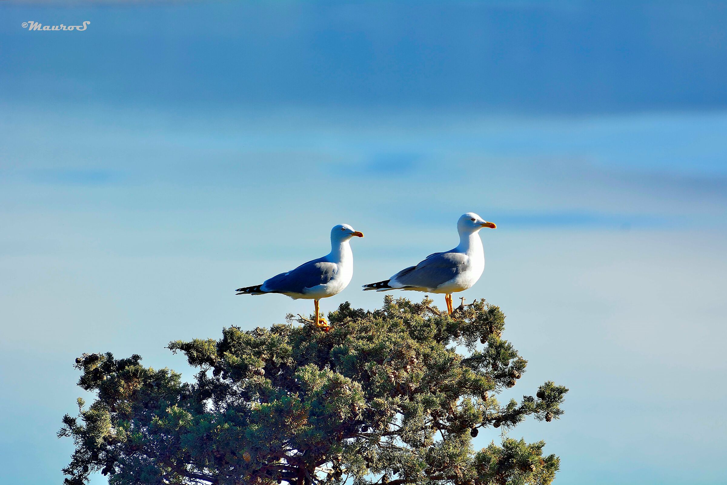 the seagulls of the previous photo of Orbetello